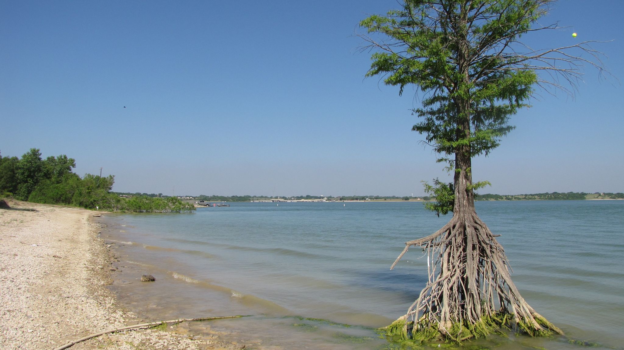 A tree with exposed roots stands in shallow lake water on a sunny day. - Downtown Plano to Lavon Lake