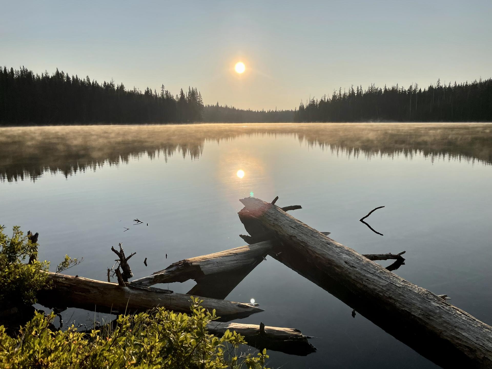 Sun reflects on a misty, calm lake with fallen logs in foreground.