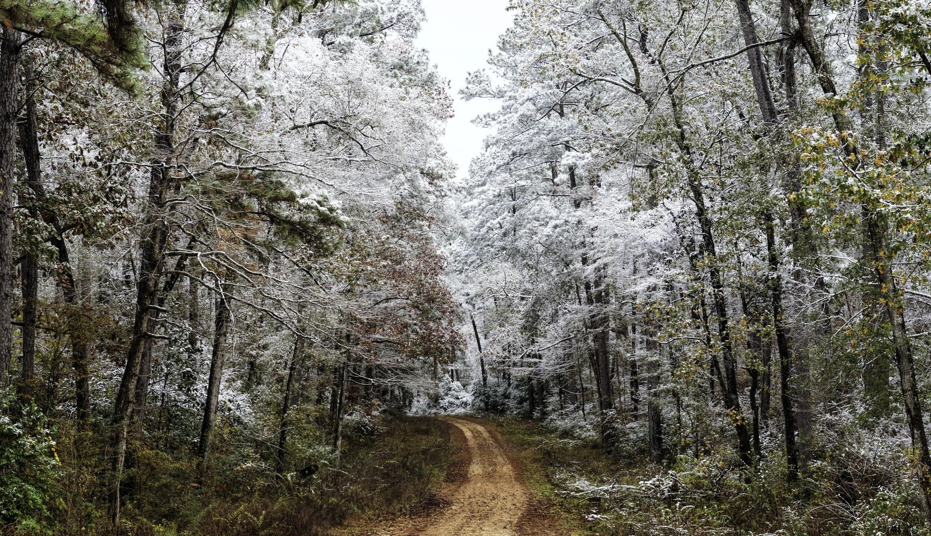 A dirt road winds through a snow-dusted forest on an overcast day.