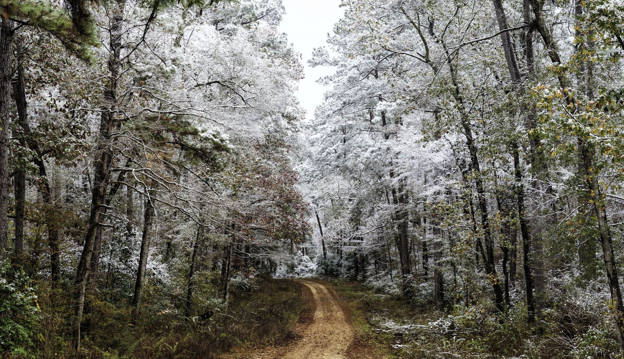 A dirt road winds through a snow-dusted forest on an overcast day. - Lone Star Hiking Trail: Big Creek / Double Lake Section