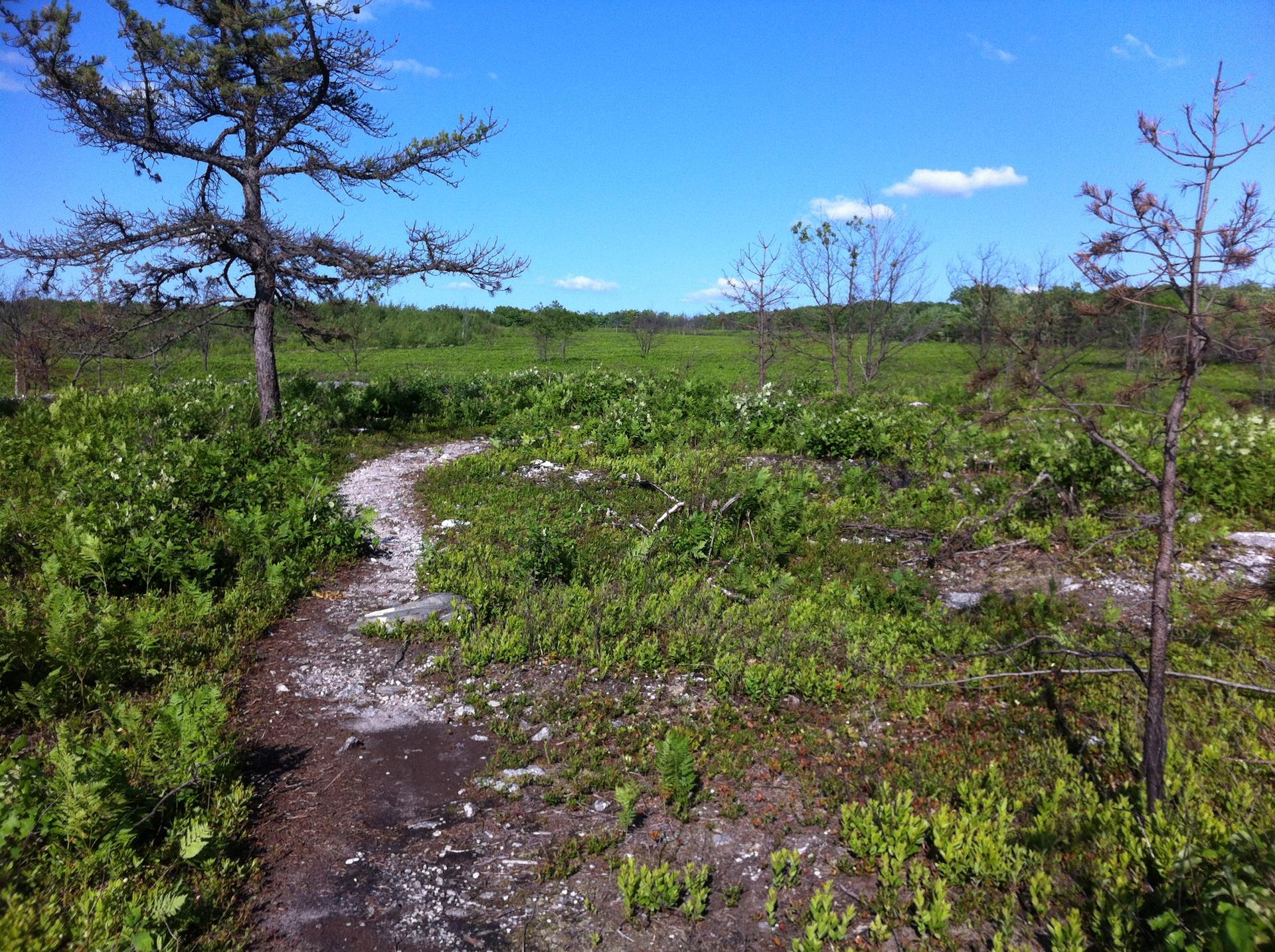 Winding dirt path through green shrubs and trees under a bright blue sky.