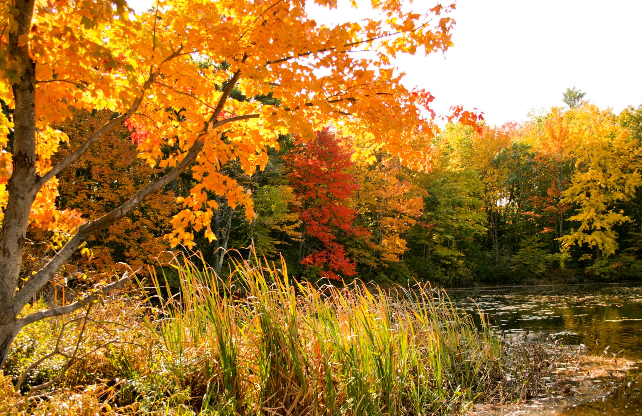 Bright autumn trees with orange and yellow leaves beside a pond.