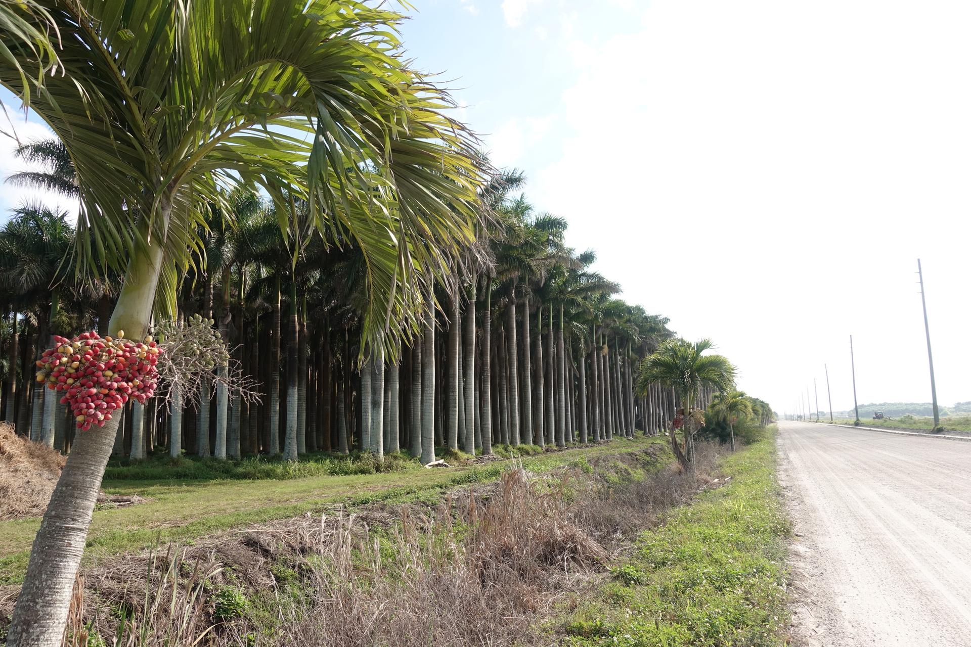 Long row of tall palm trees beside a dirt road under a bright, clear sky.