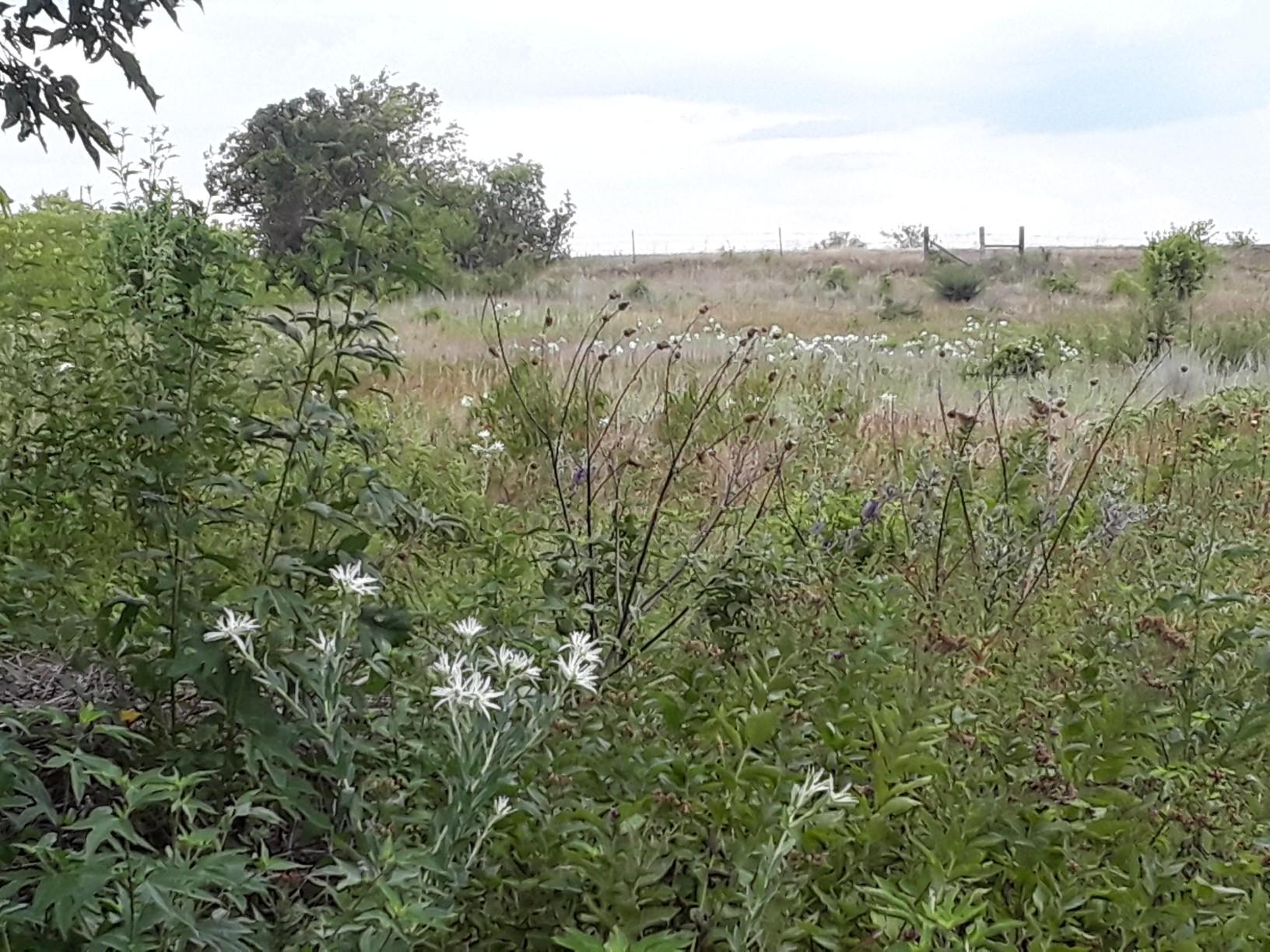 Overgrown field with white wildflowers and tall green plants under a cloudy sky.