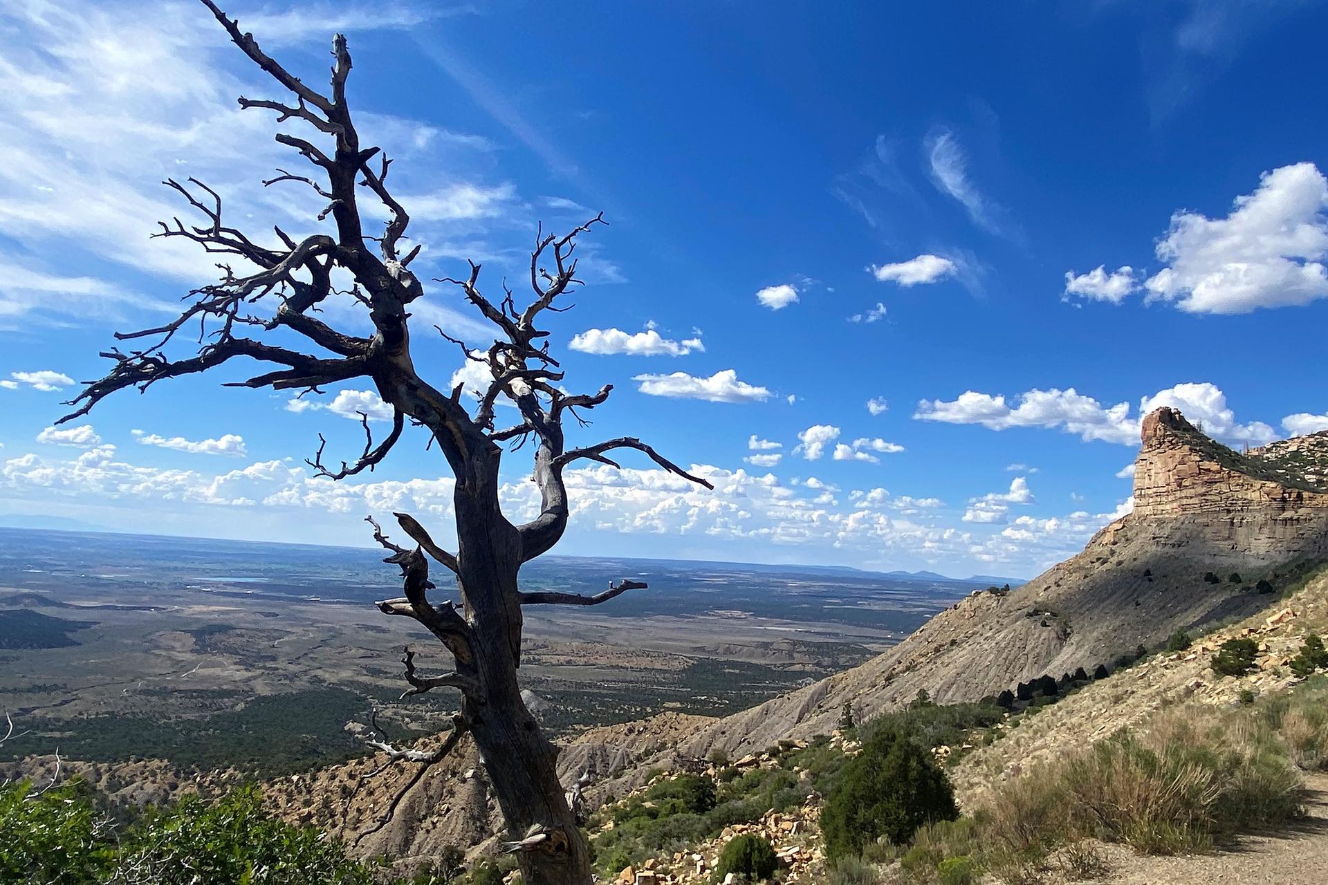Dead tree in foreground, rocky mesa and vast landscape under blue sky.