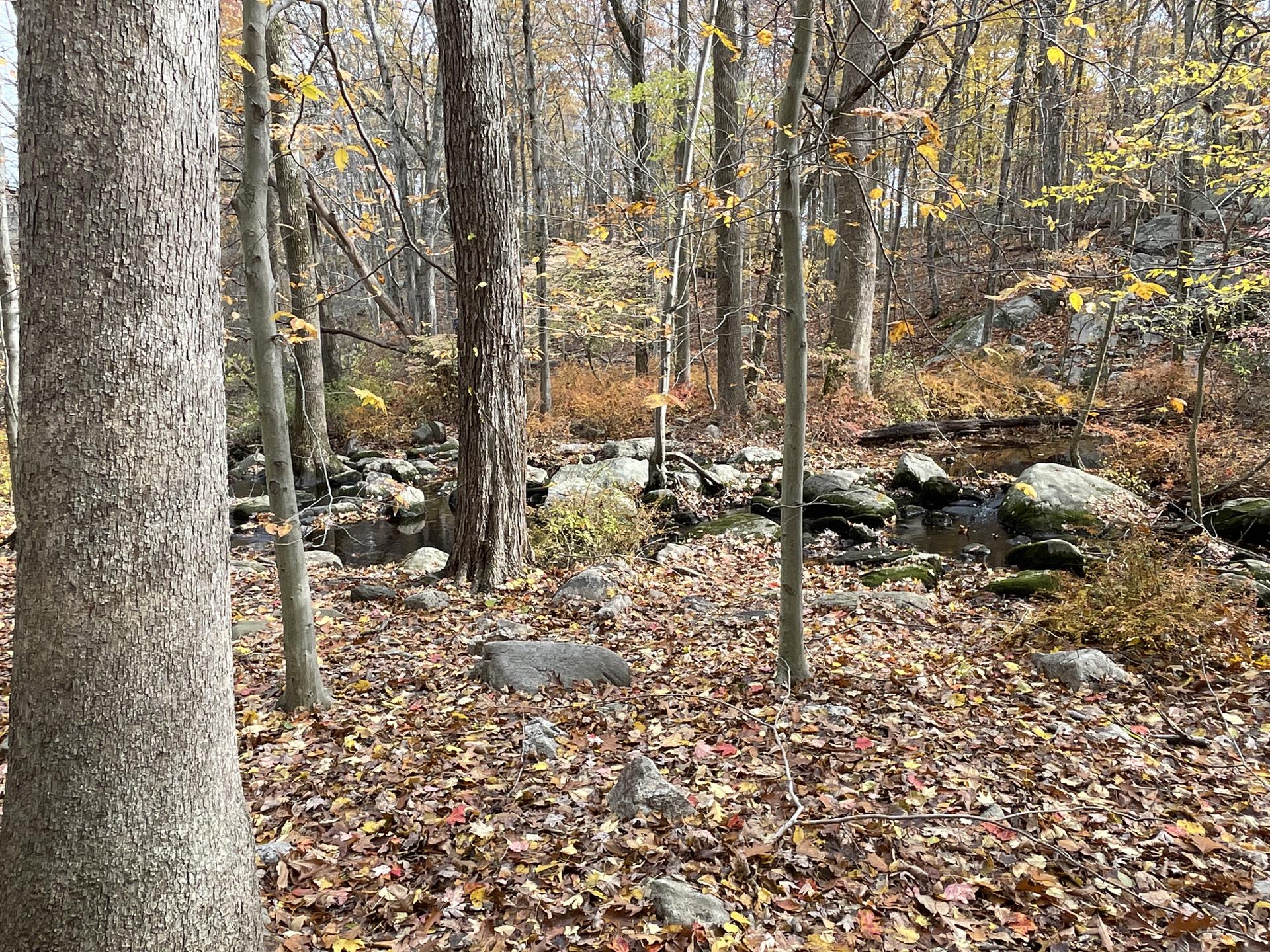 Autumn forest with a rocky stream and fallen leaves under natural light.