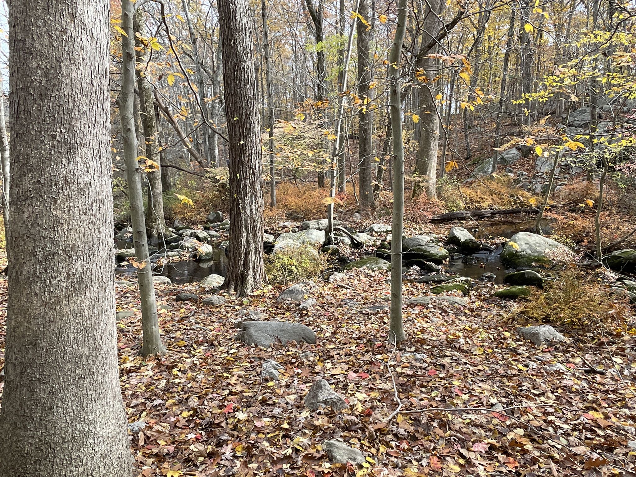Autumn forest with a rocky stream and fallen leaves under natural light. - Green Loop