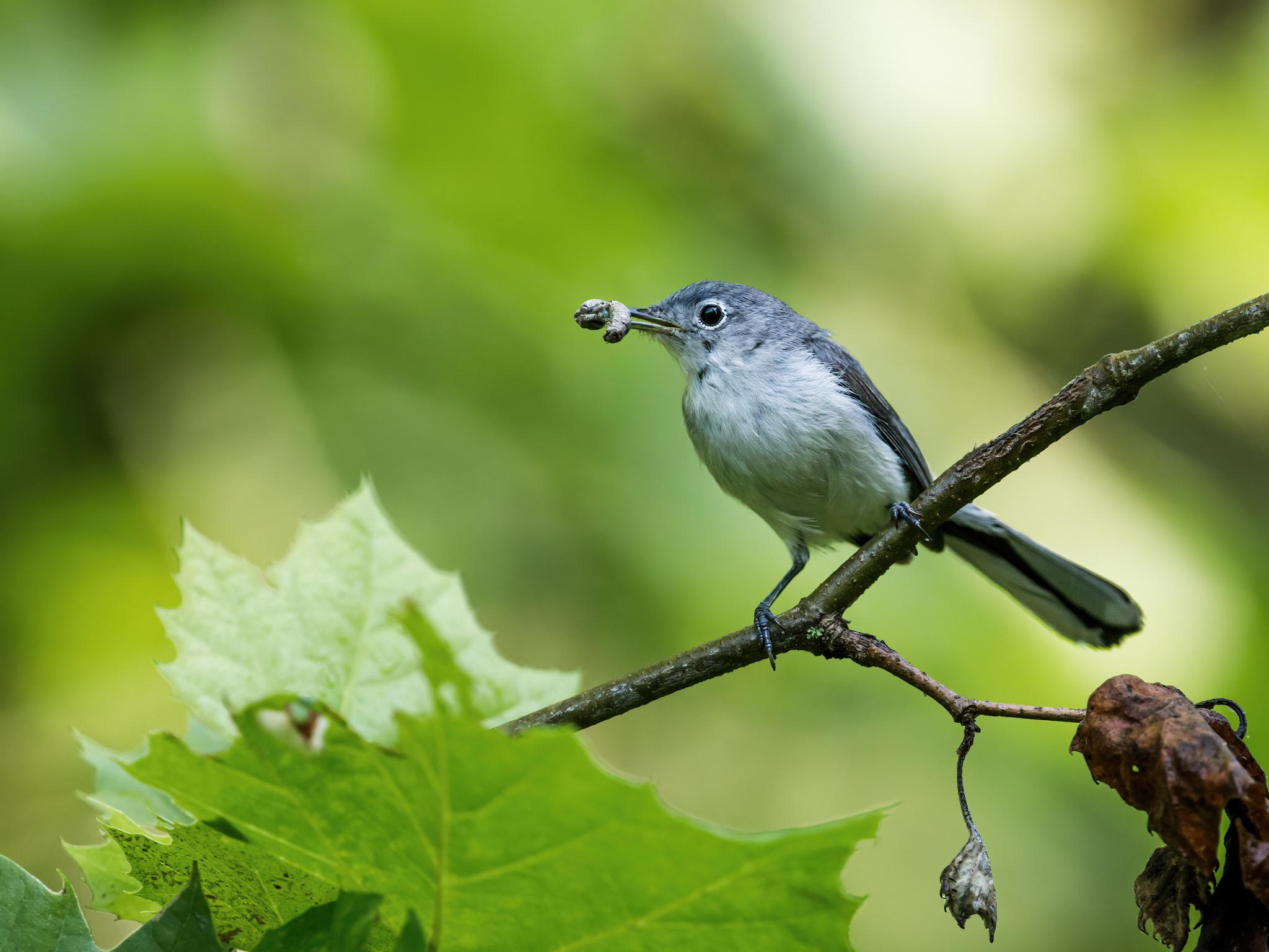 Small gray bird perched on a branch, holding an insect in its beak.