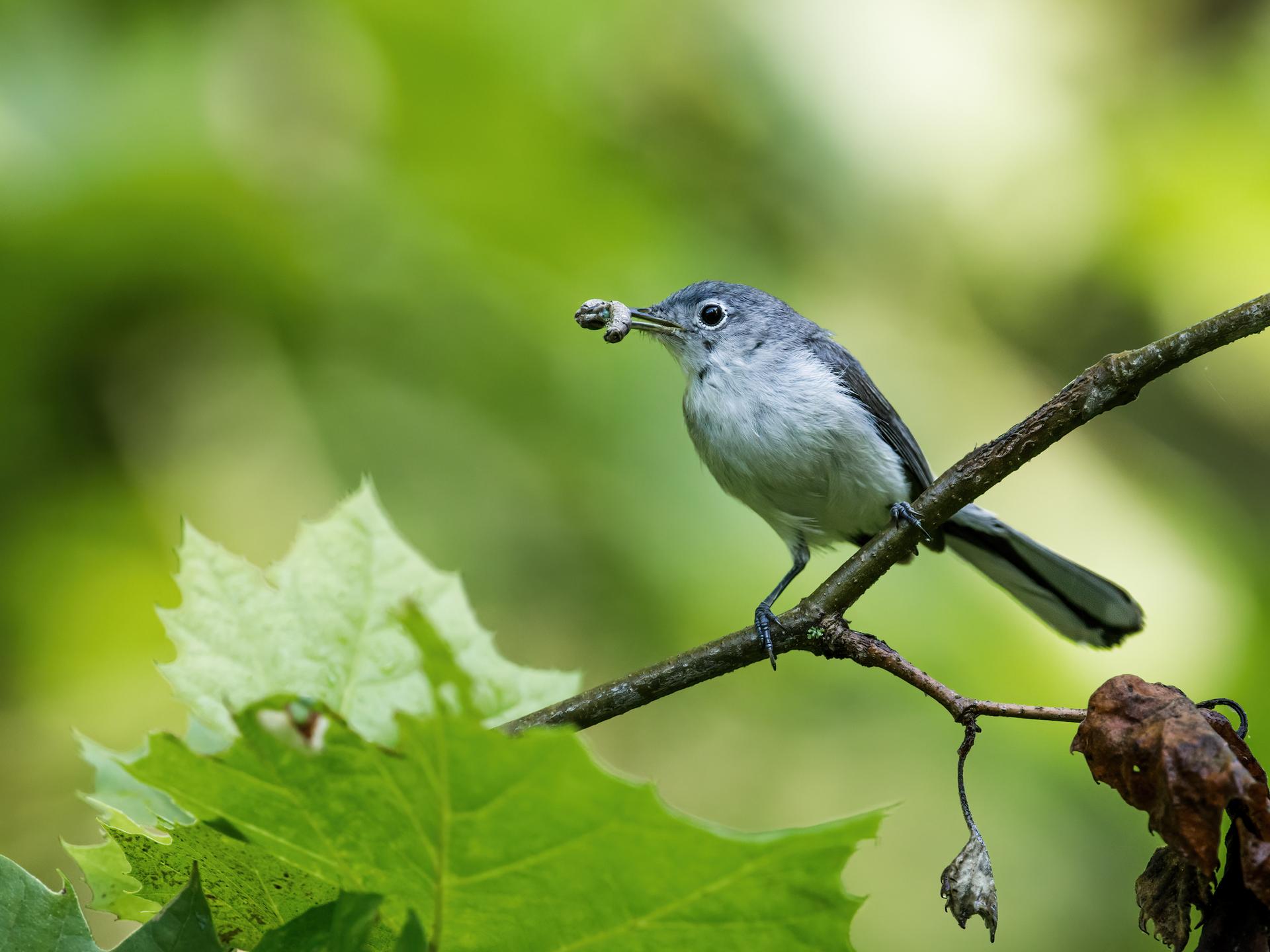 Small gray bird perched on a branch, holding an insect in its beak.