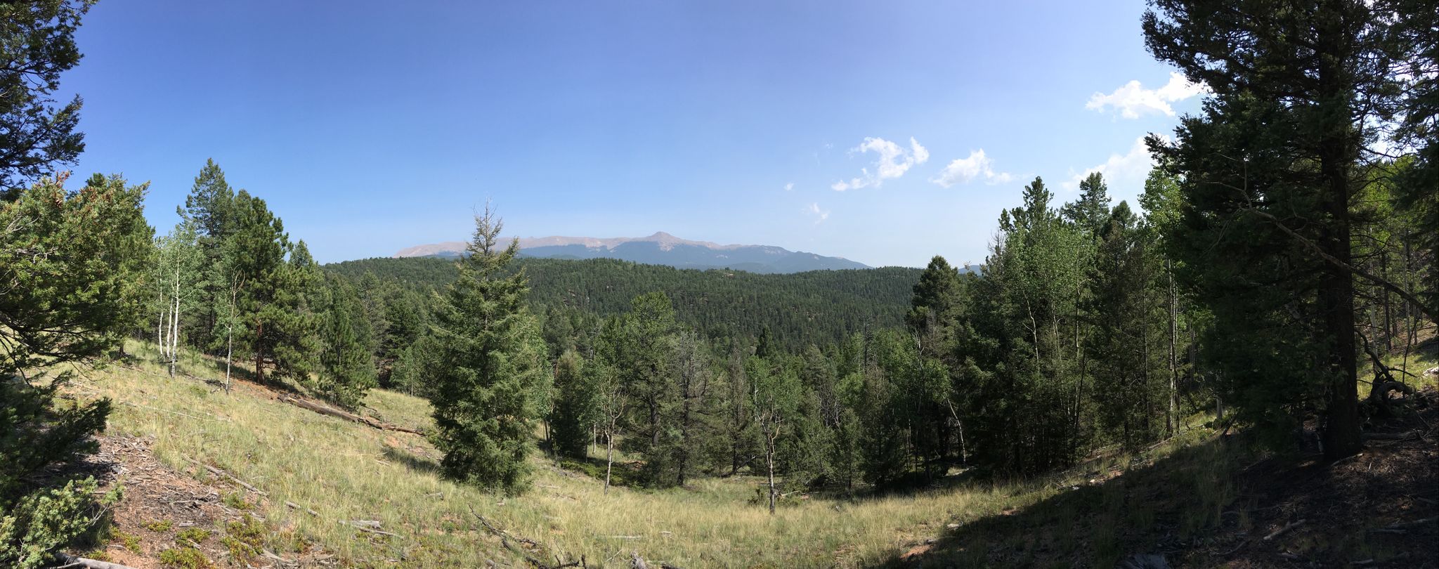Panoramic view of a dense forest and distant mountains under a clear blue sky. - Outlook Ridge Trail