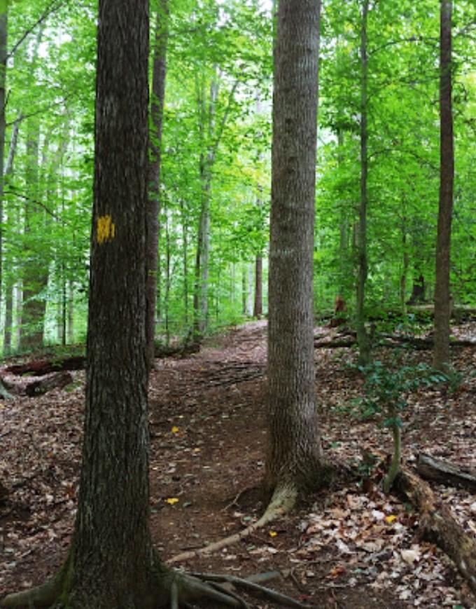 A narrow forest path winding through lush green trees with dappled light.
