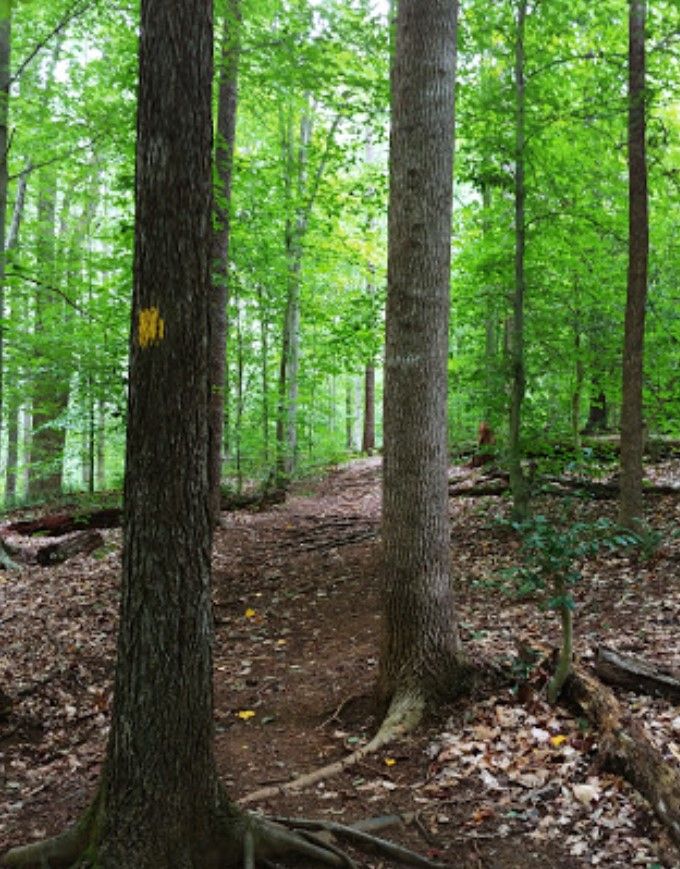 A narrow forest path winding through lush green trees with dappled light. - Motts Run Hill – Motts Run loop from Motts Run Reservoir Recreation Area