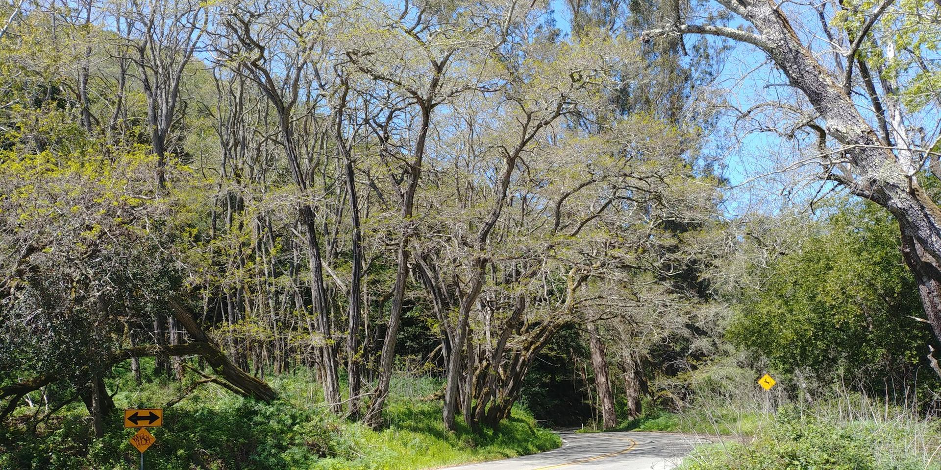 A winding road through a dense forest with dappled sunlight.