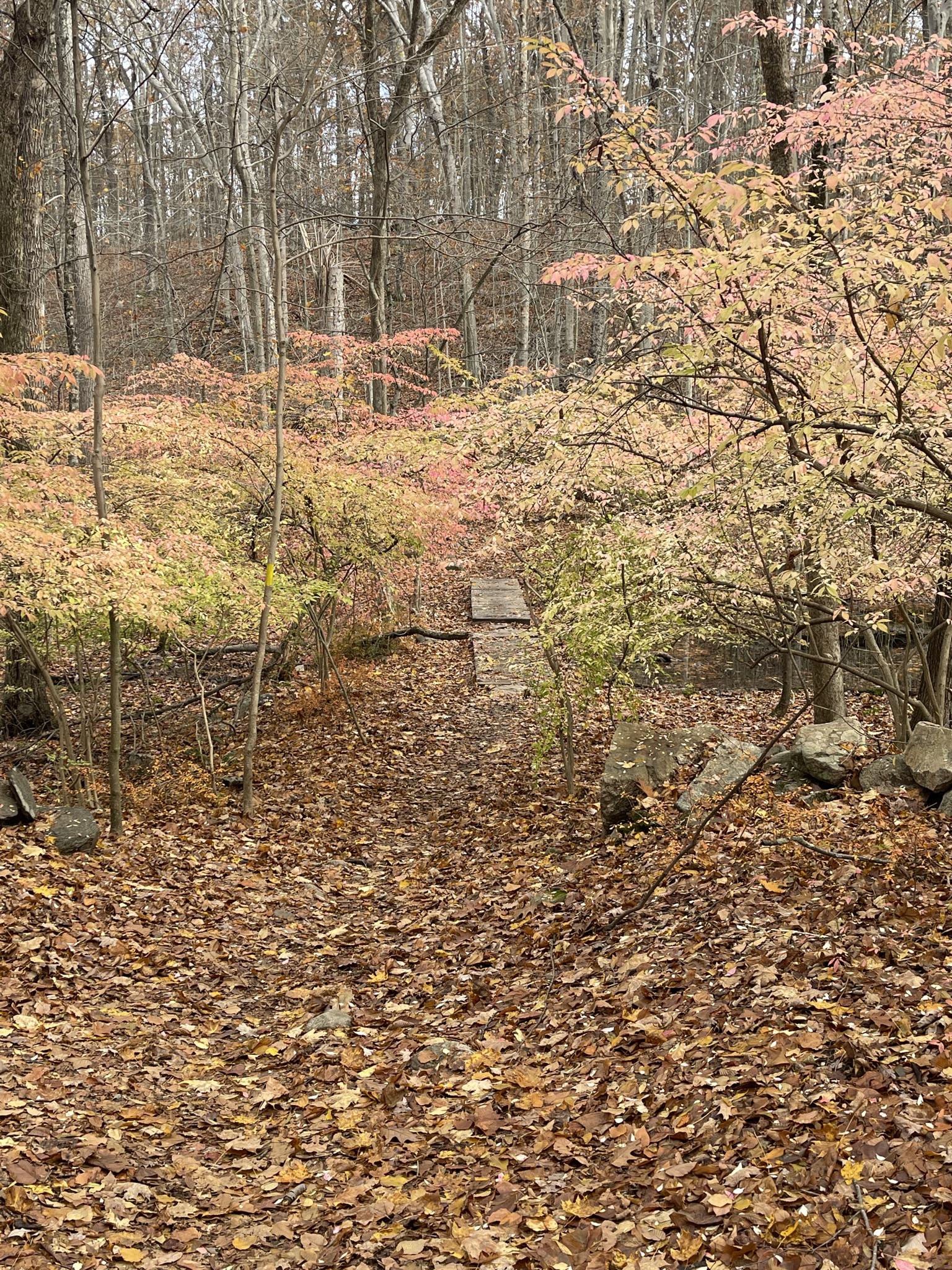 Autumn forest path with colorful trees and a small wooden bridge.