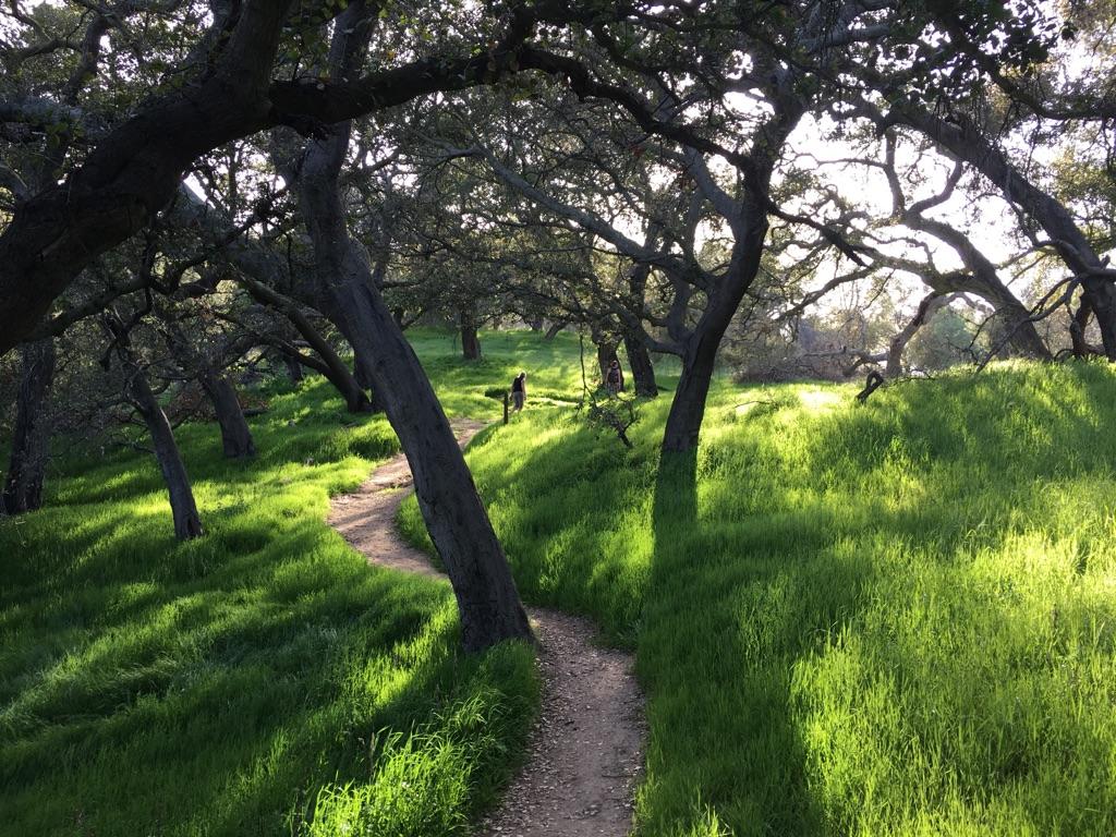Winding dirt path through sunlit green grass and arching trees, person visible.