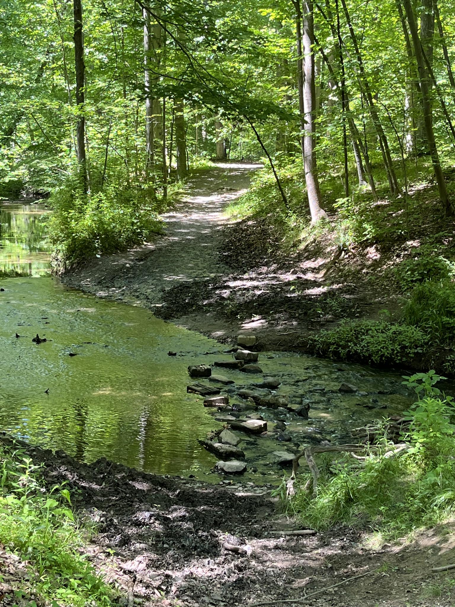 Stepping stones cross a shallow stream in a sun-dappled green forest.