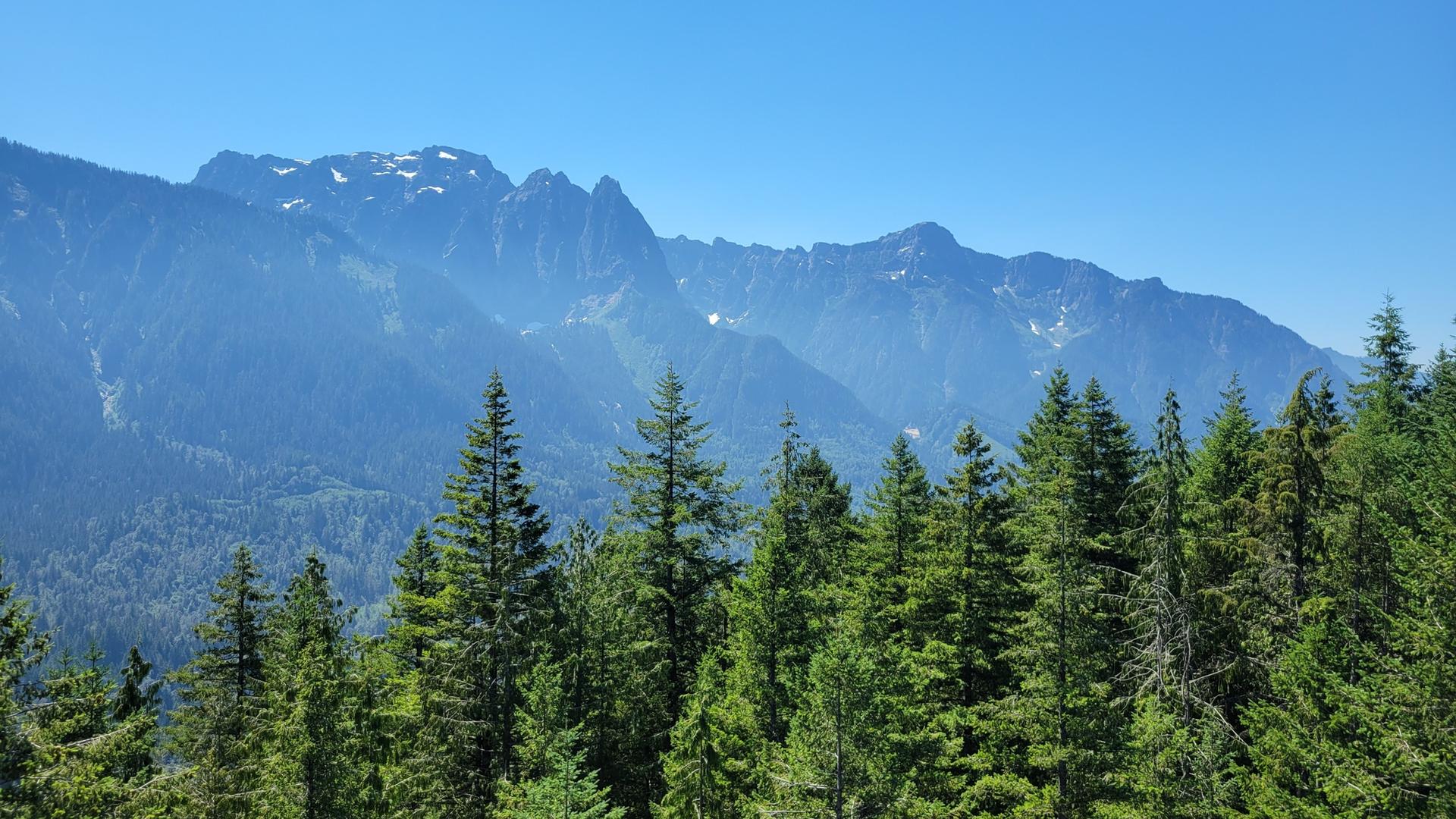 Sunny view of a dense evergreen forest with a rugged mountain range.