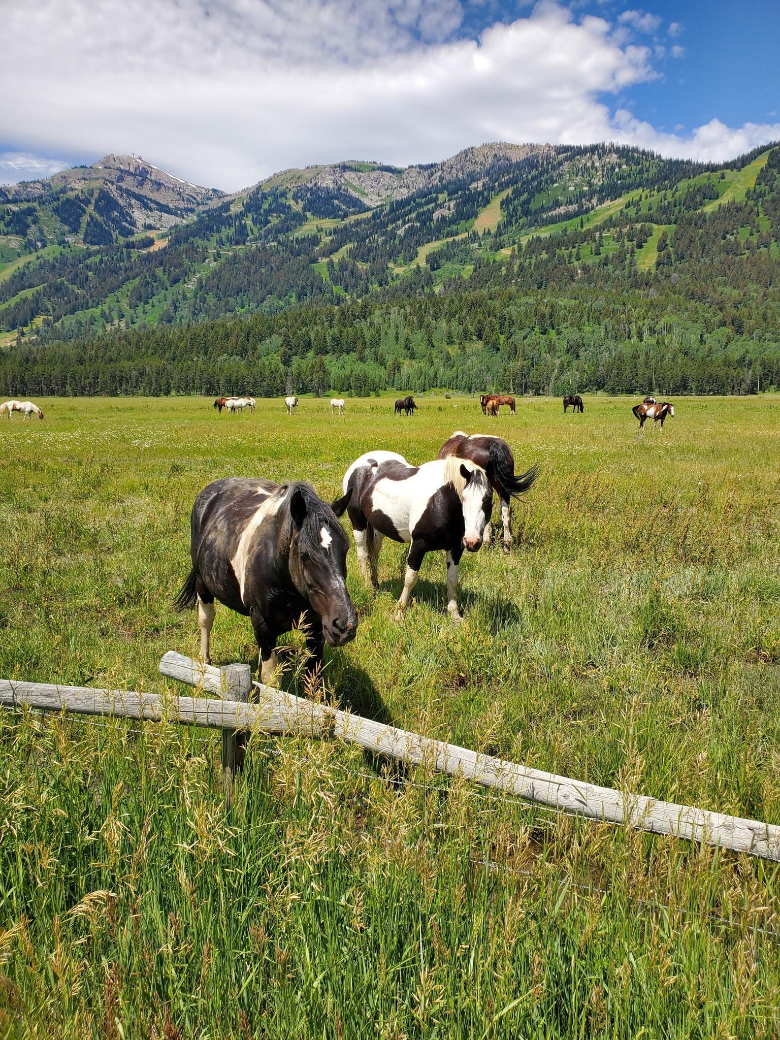 Two horses in a sunny green field with forested mountains behind.