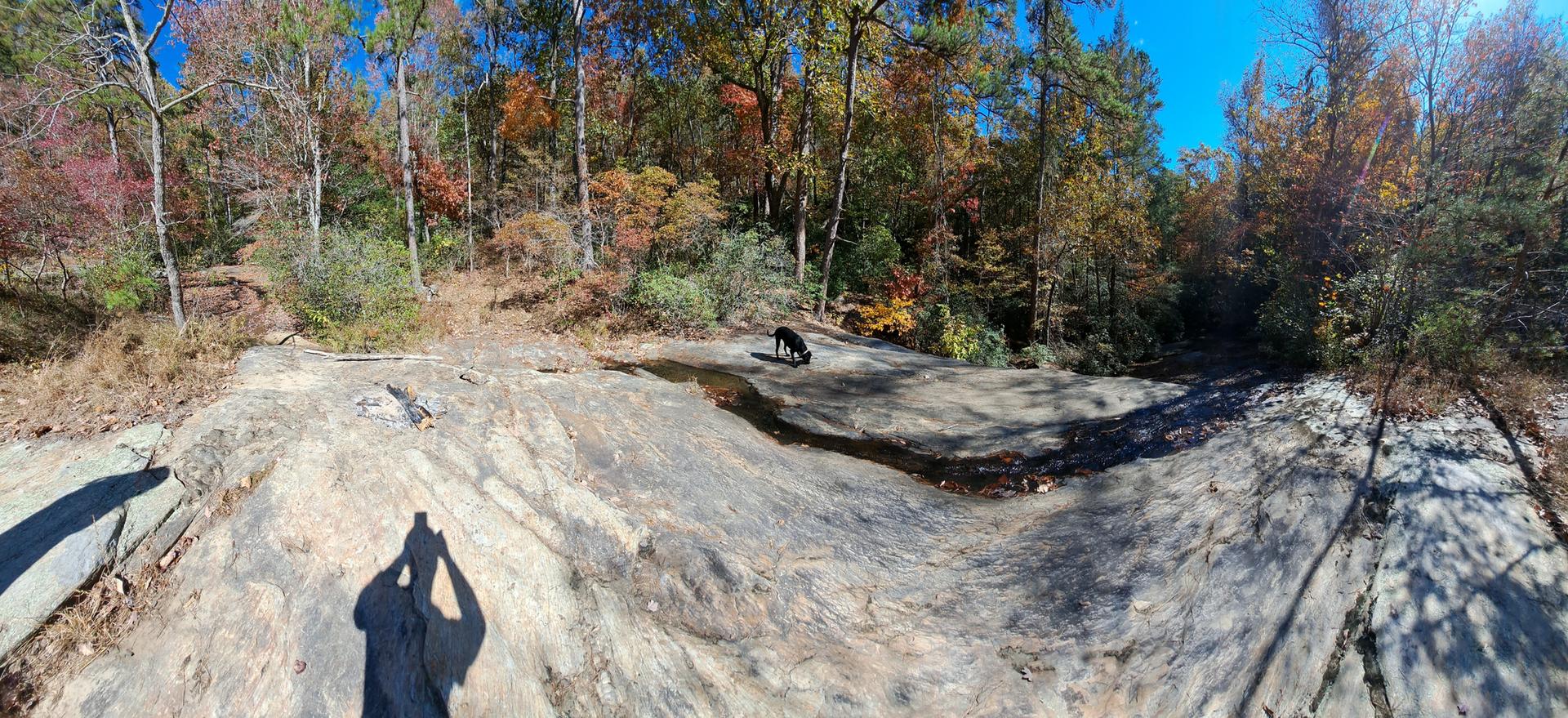 A dog explores a wide, sunny rock outcrop surrounded by autumn trees.