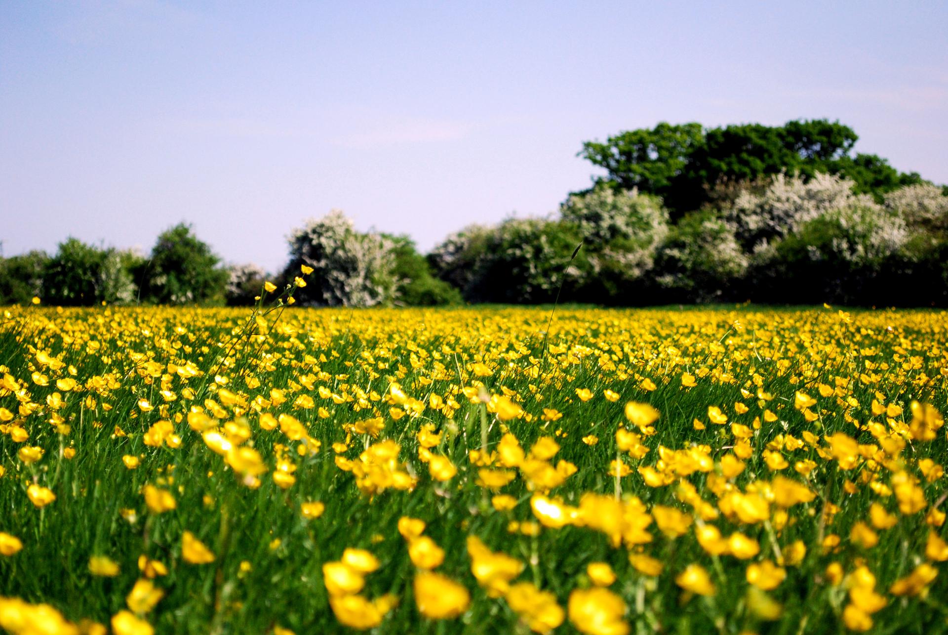 Vibrant yellow wildflowers cover a field with green trees in the distance.