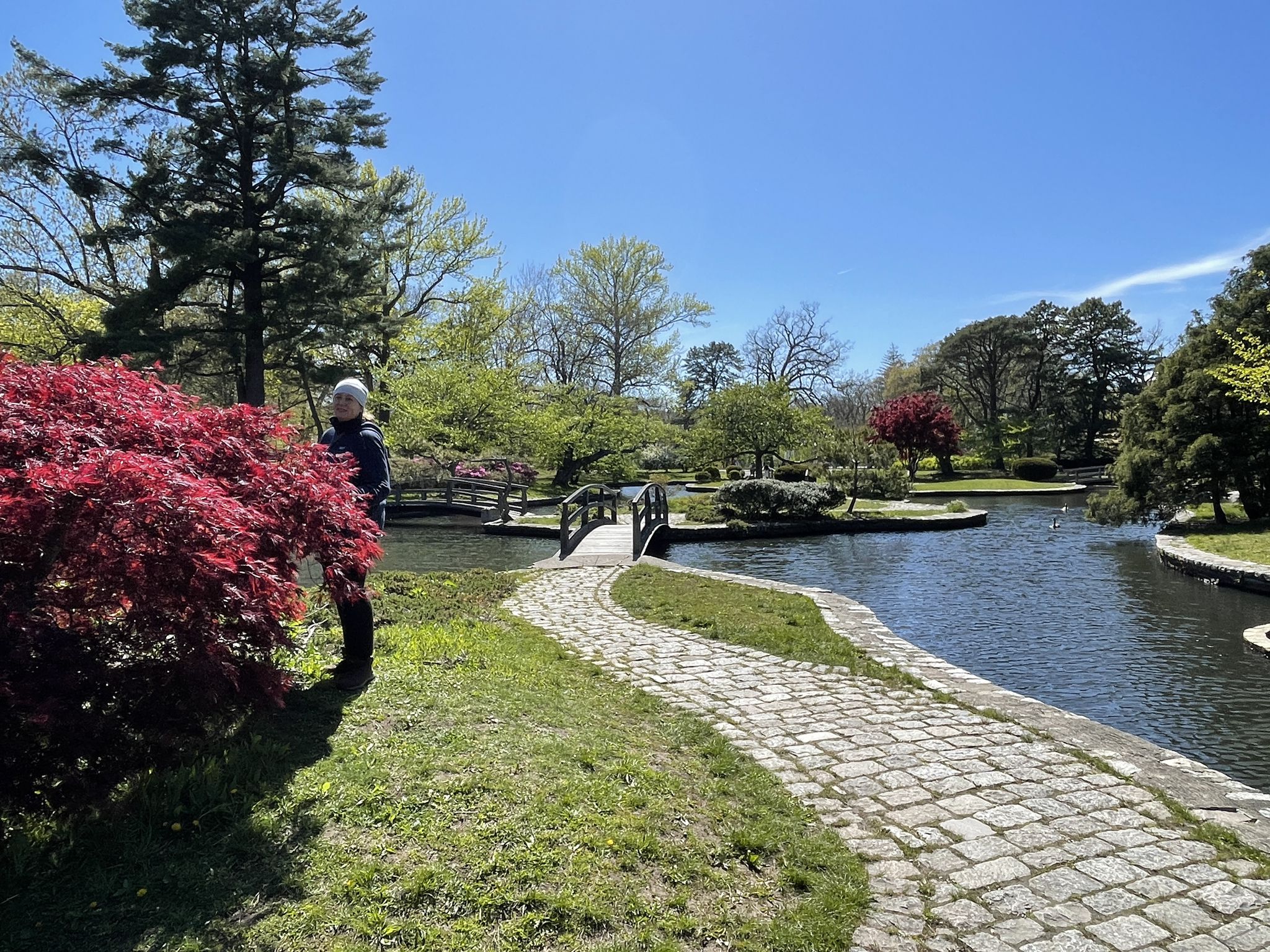 Person stands by red bush on sunny day, overlooking pond with bridges. - Carousel Village loop from Johnson and Wales University Providence Harborside Campus