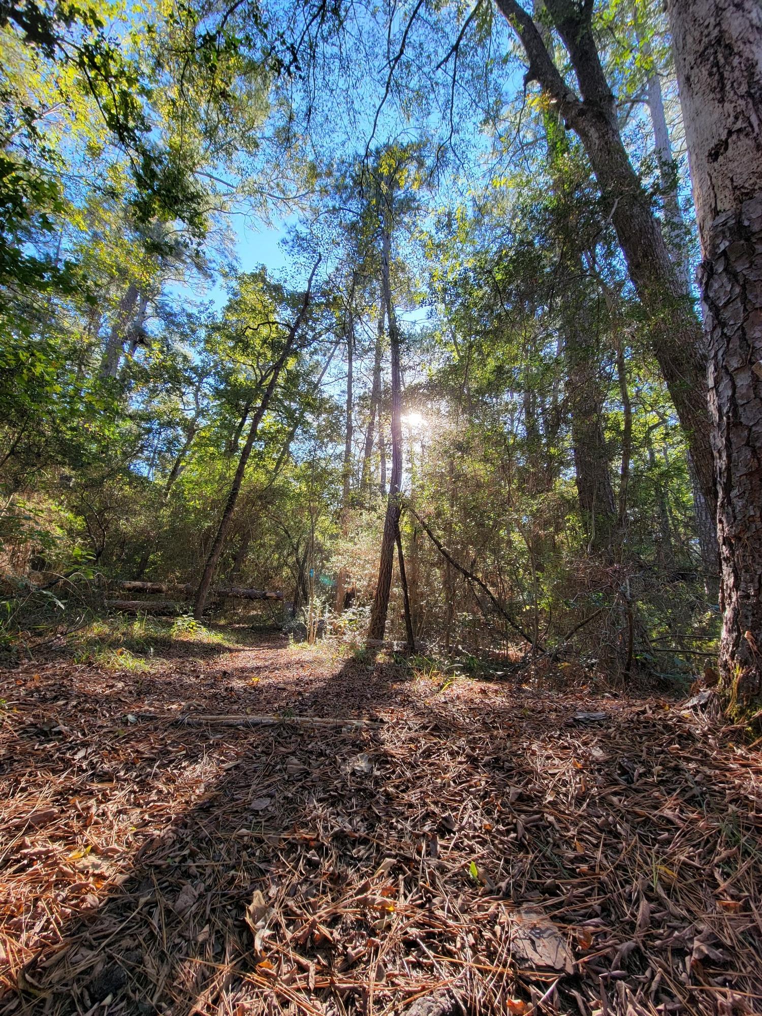 Sunlight bursts through tall trees onto a forest path covered in pine needles.