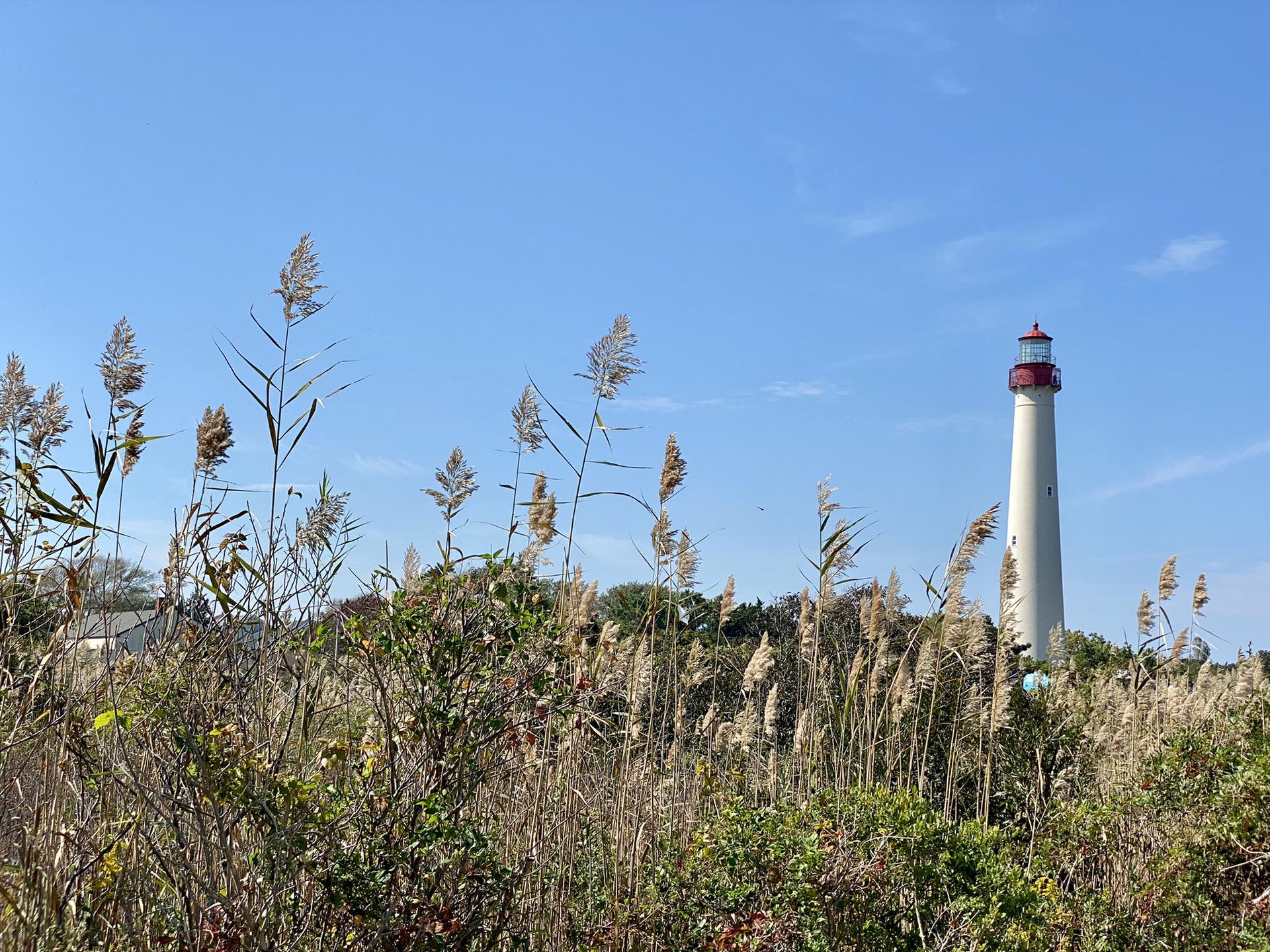 Tall white lighthouse behind golden grasses under a clear blue sky.