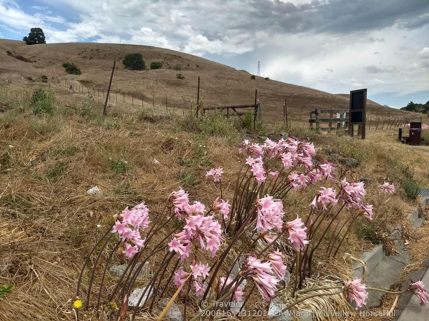 Pink flowers in foreground, dry golden hills, cloudy sky, and a fence.