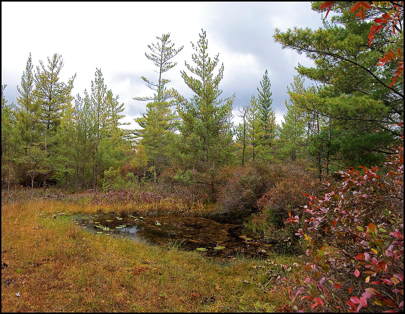 Small dark pond surrounded by pine trees and colorful autumn bushes.
