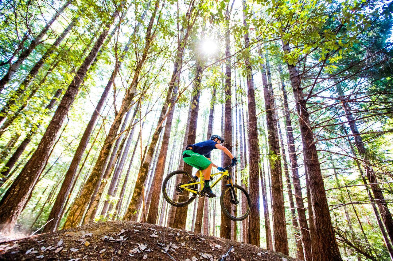 Mountain biker on a dirt mound in a sunlit, tall forest.