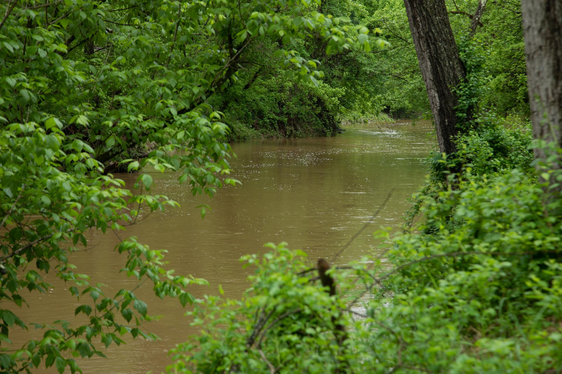 Muddy river winding through a dense, lush green forest on an overcast day.