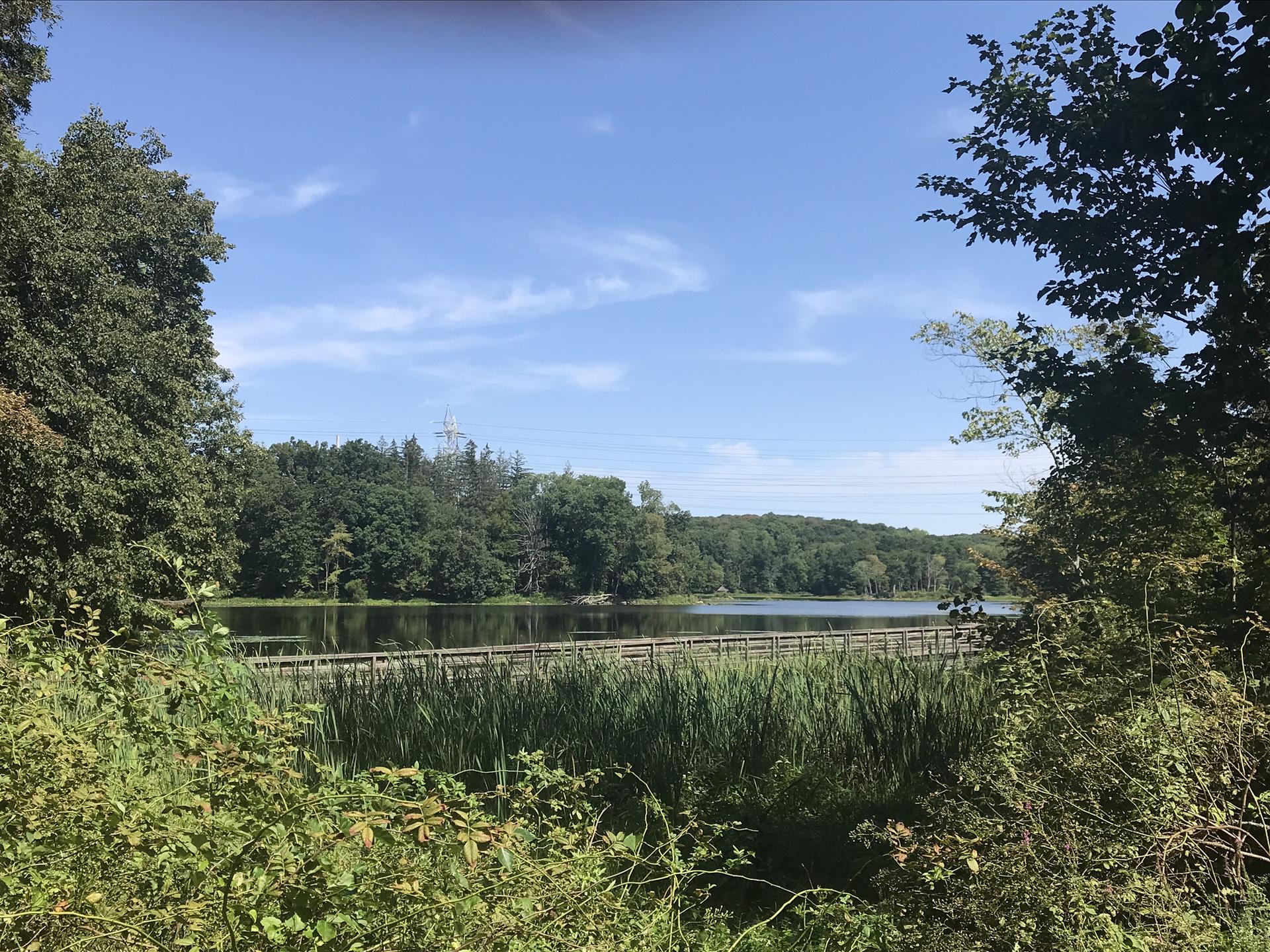 Lake and distant boardwalk seen through dense green foreground foliage.