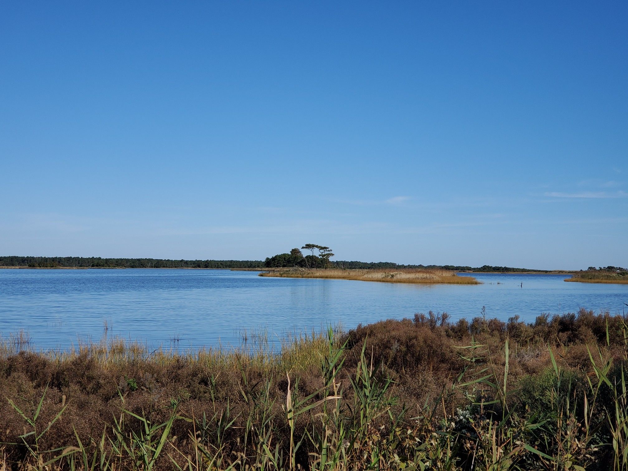 Sunny view of a wide blue lake with a distant tree-covered island. - Gordons Pond Overlook loop from Cape Henlopen State Park