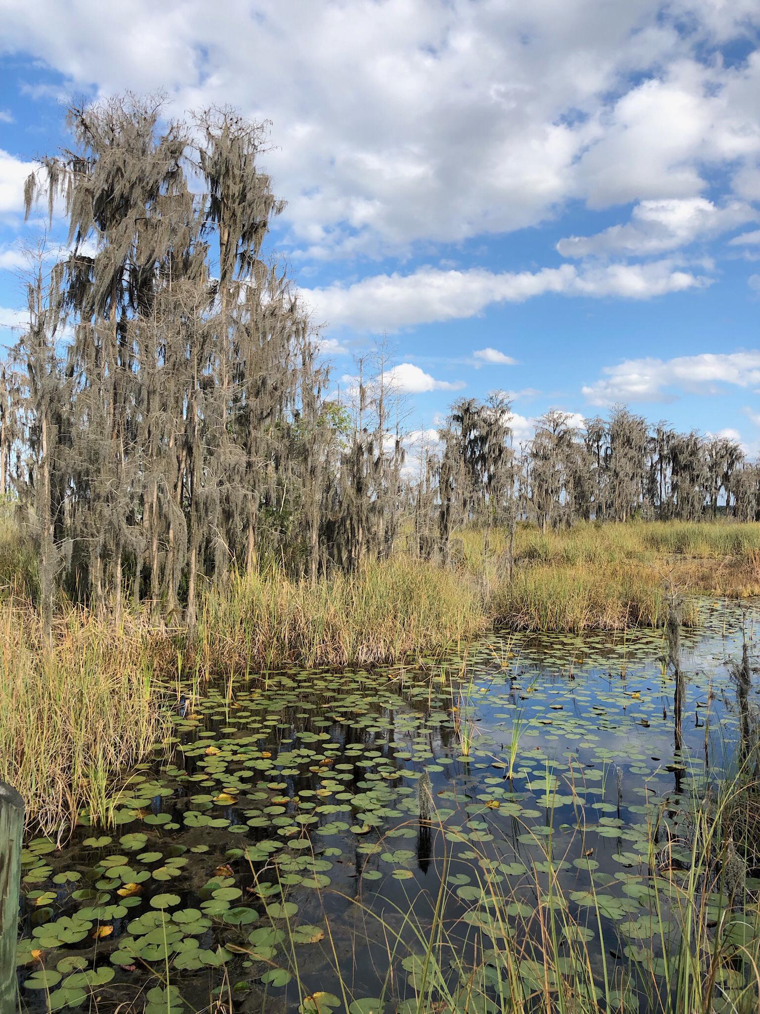 Bright wetland scene with lily pads, tall grass, and mossy trees under blue sky.