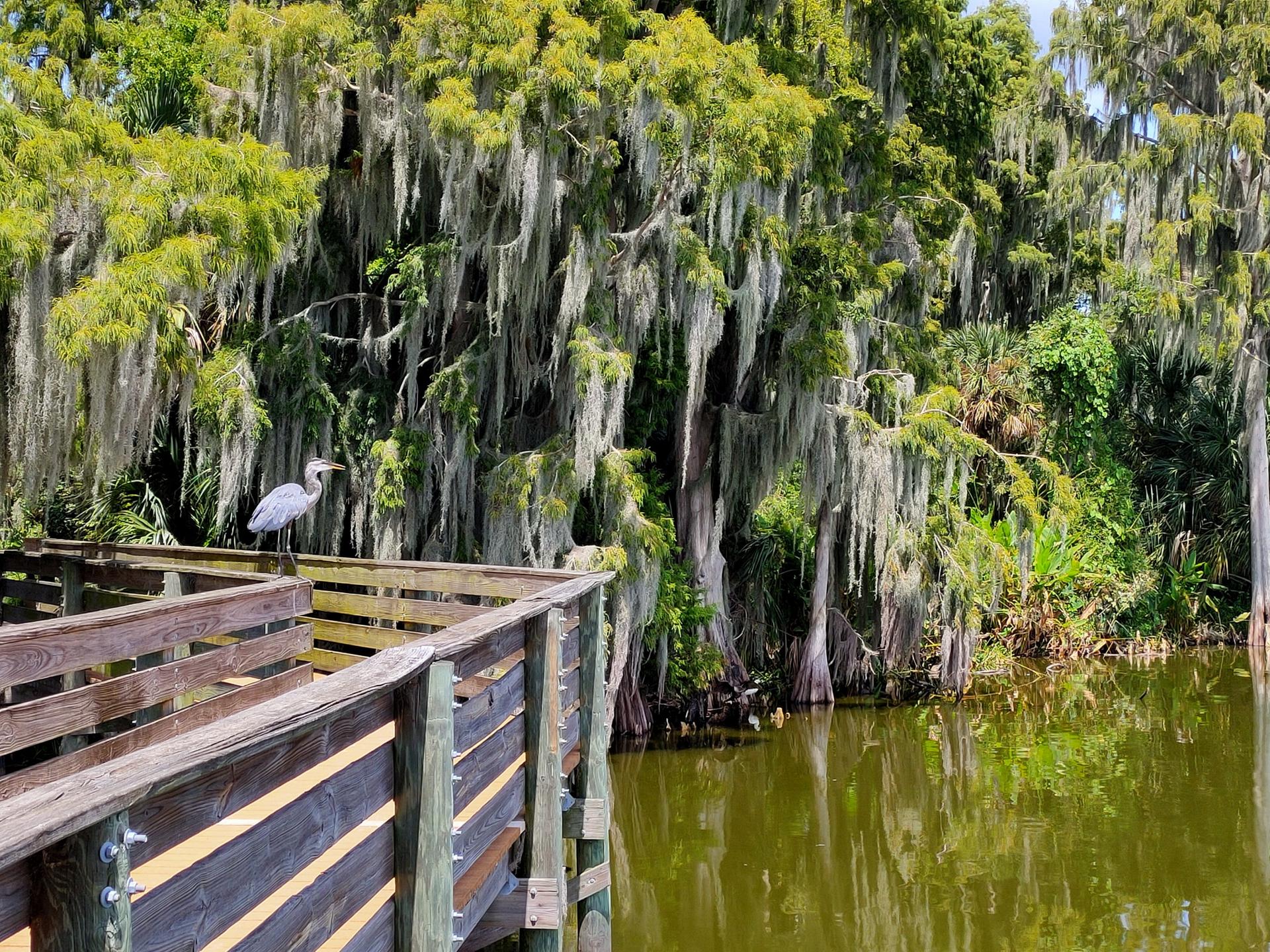 A heron stands on a wooden boardwalk next to a swampy pond with mossy trees.