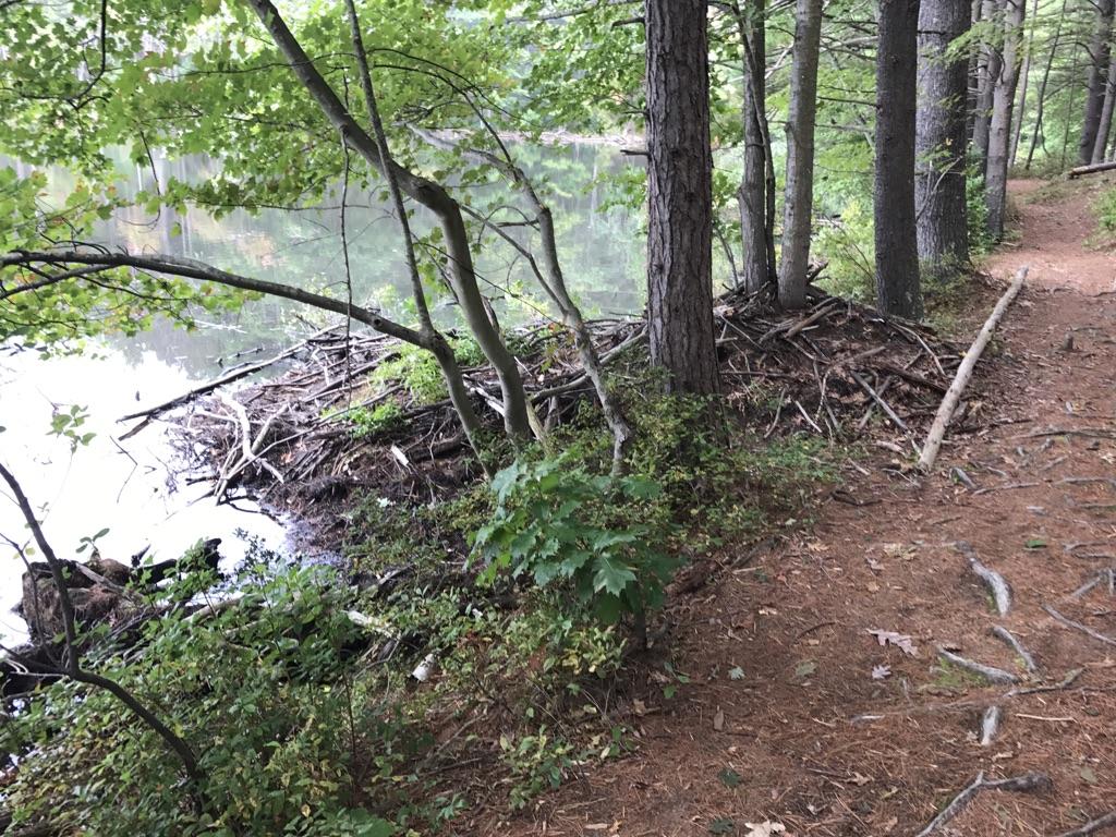A dirt path by calm water, with dense trees and a large stick pile.