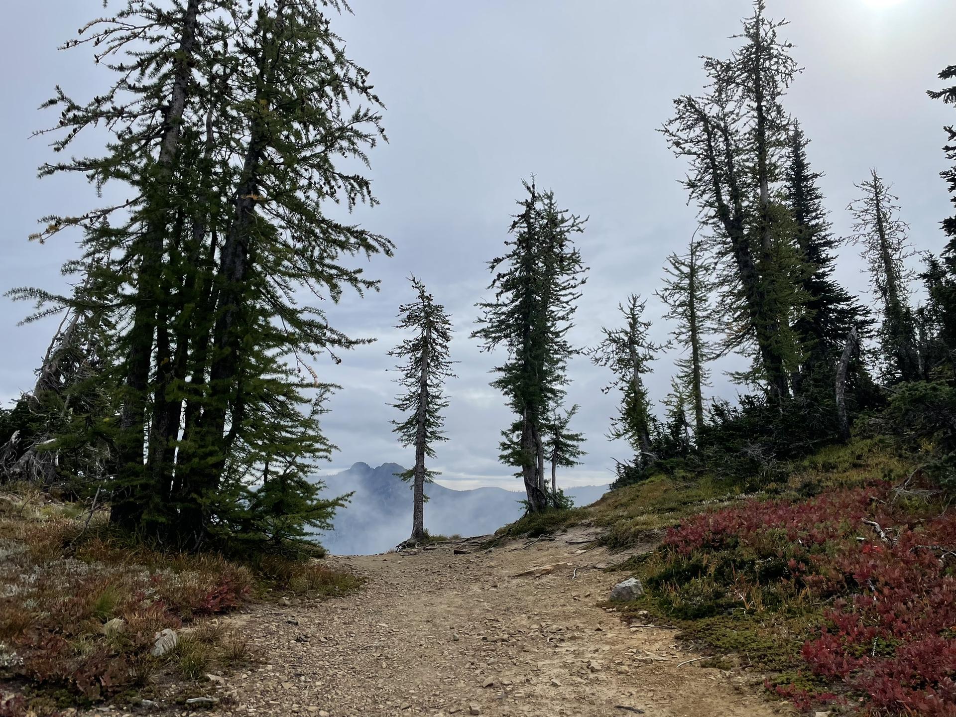 Dirt path through tall pine trees, with misty mountains visible in the distance.