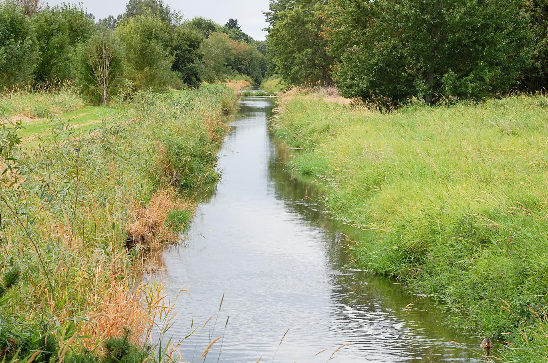 Narrow canal flowing through lush green and brown grassy banks under an overcast sky.