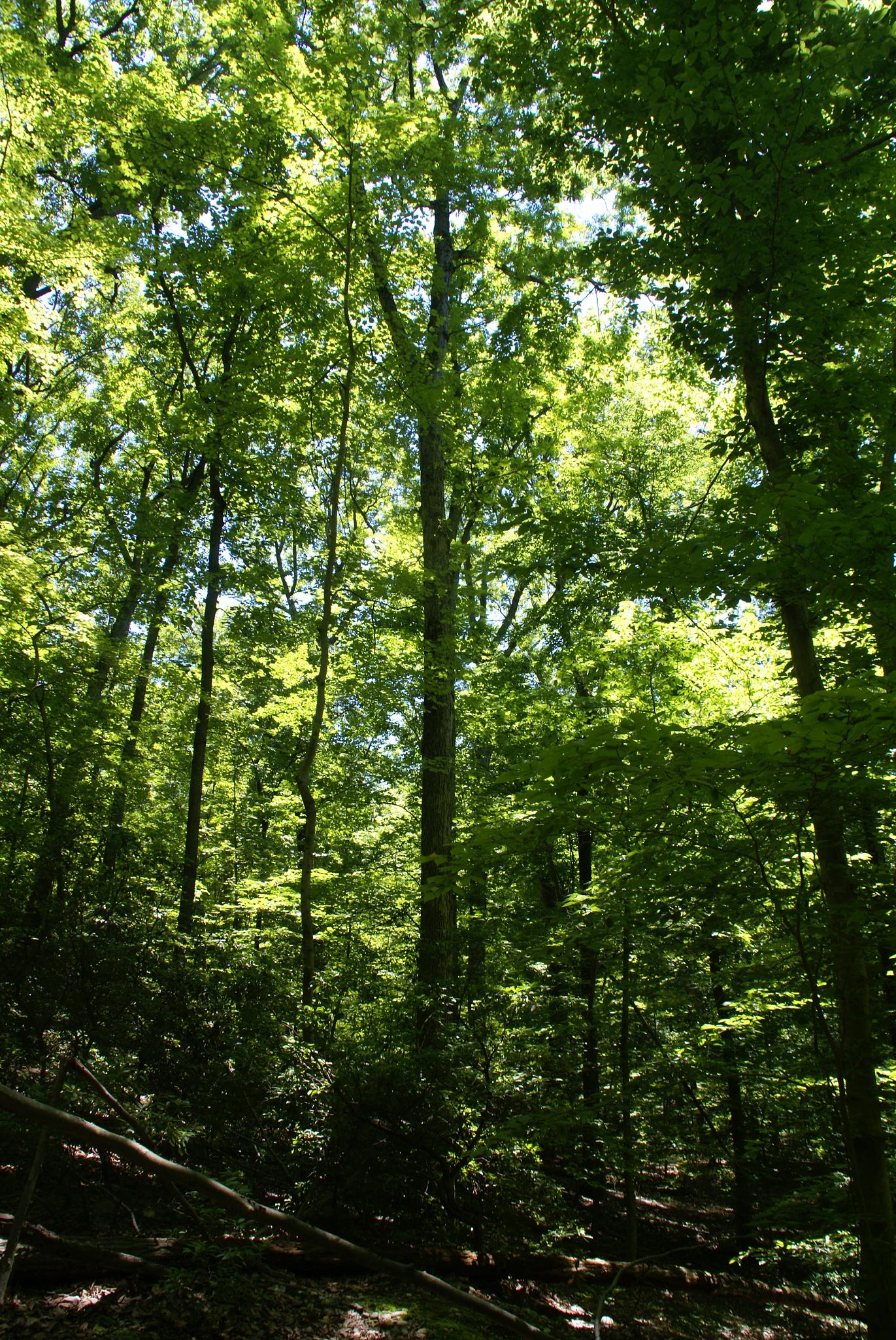 Bright sunlight illuminates a dense forest with tall, vibrant green trees.