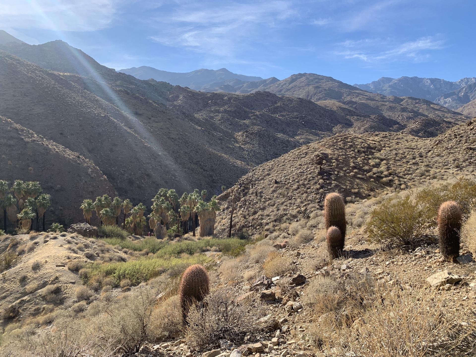 Desert landscape with barrel cacti, arid mountains, and a distant palm oasis.