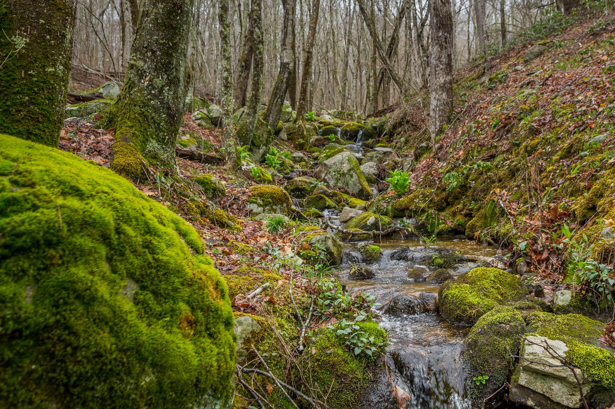 A mossy forest stream cascades over rocks under diffused light. - Breakheart Pond – Arcadia Management Area loop from Arcadia Management Area