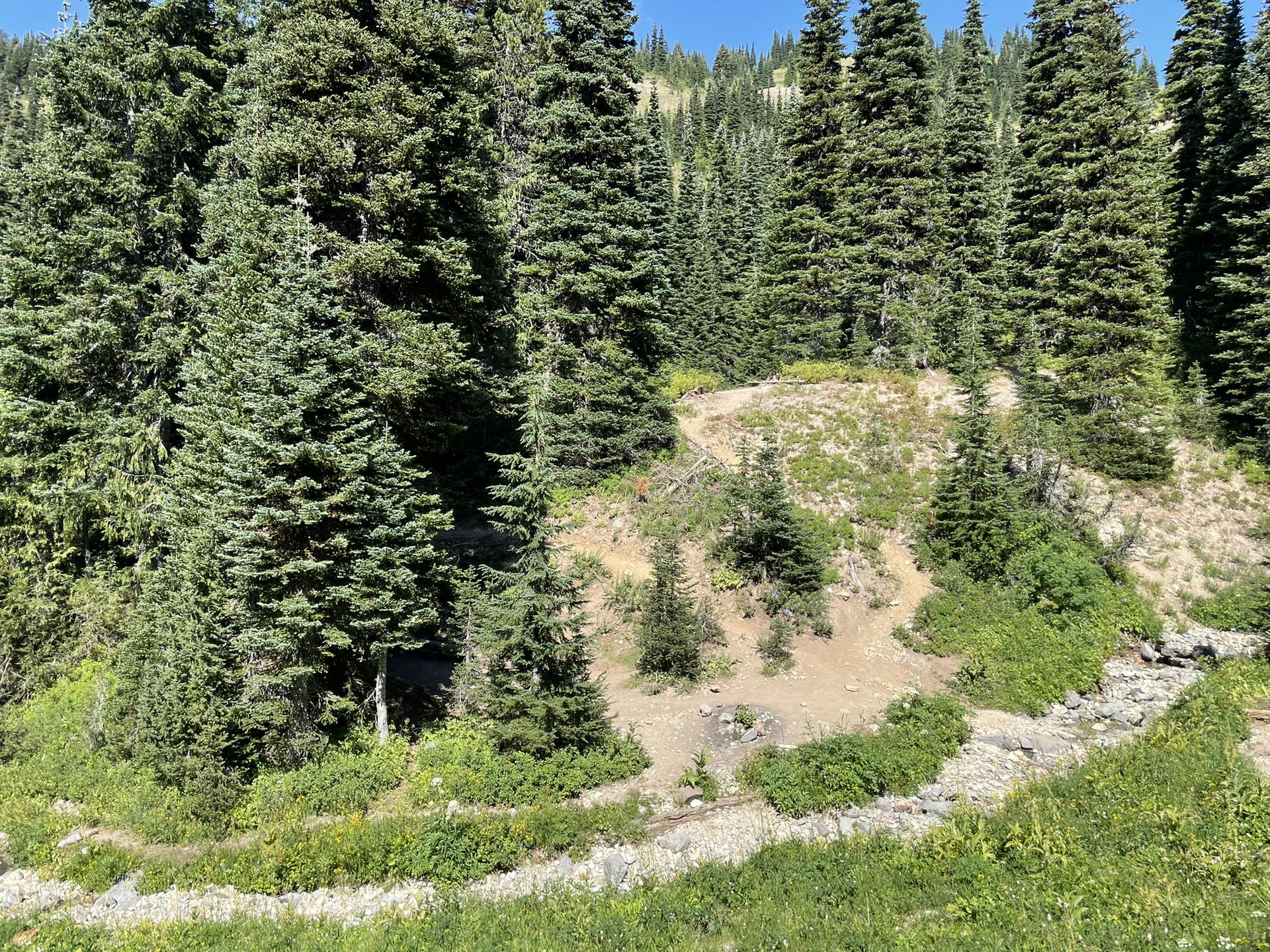 Steep, rocky hillside covered in dense pine trees and green shrubs.