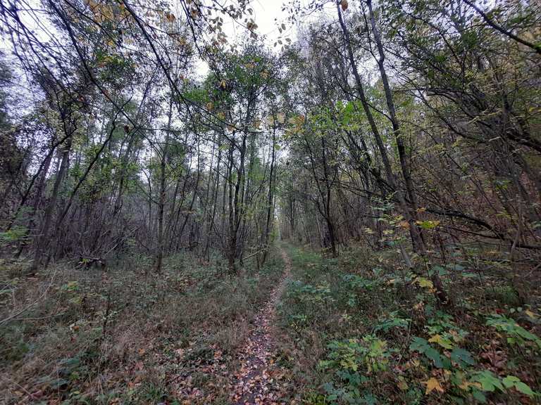 Singletrail Tagebau Haverlahwiese Wanderungen und Rundwege komoot