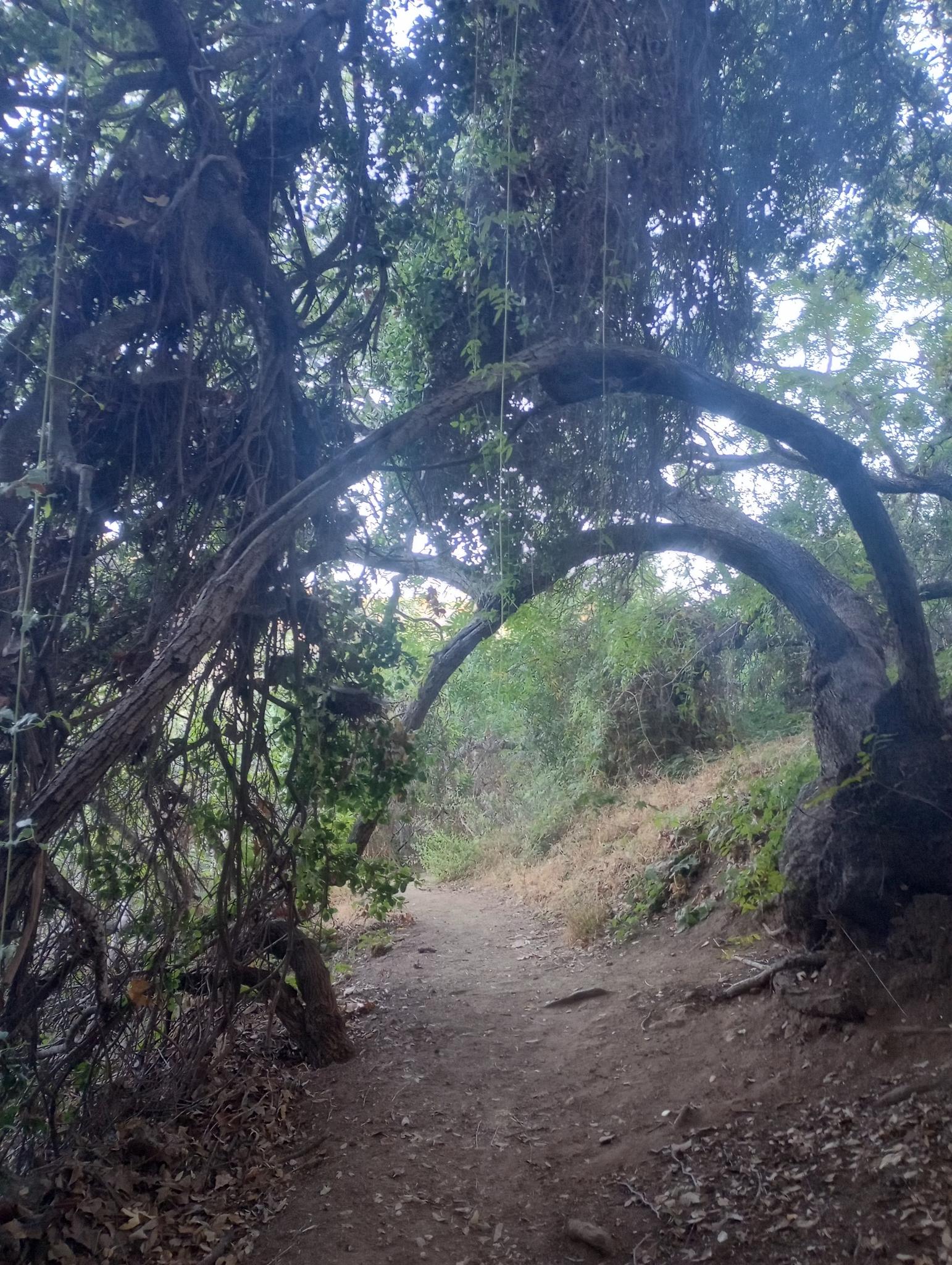 A shaded dirt path winding under an archway of gnarled tree branches.