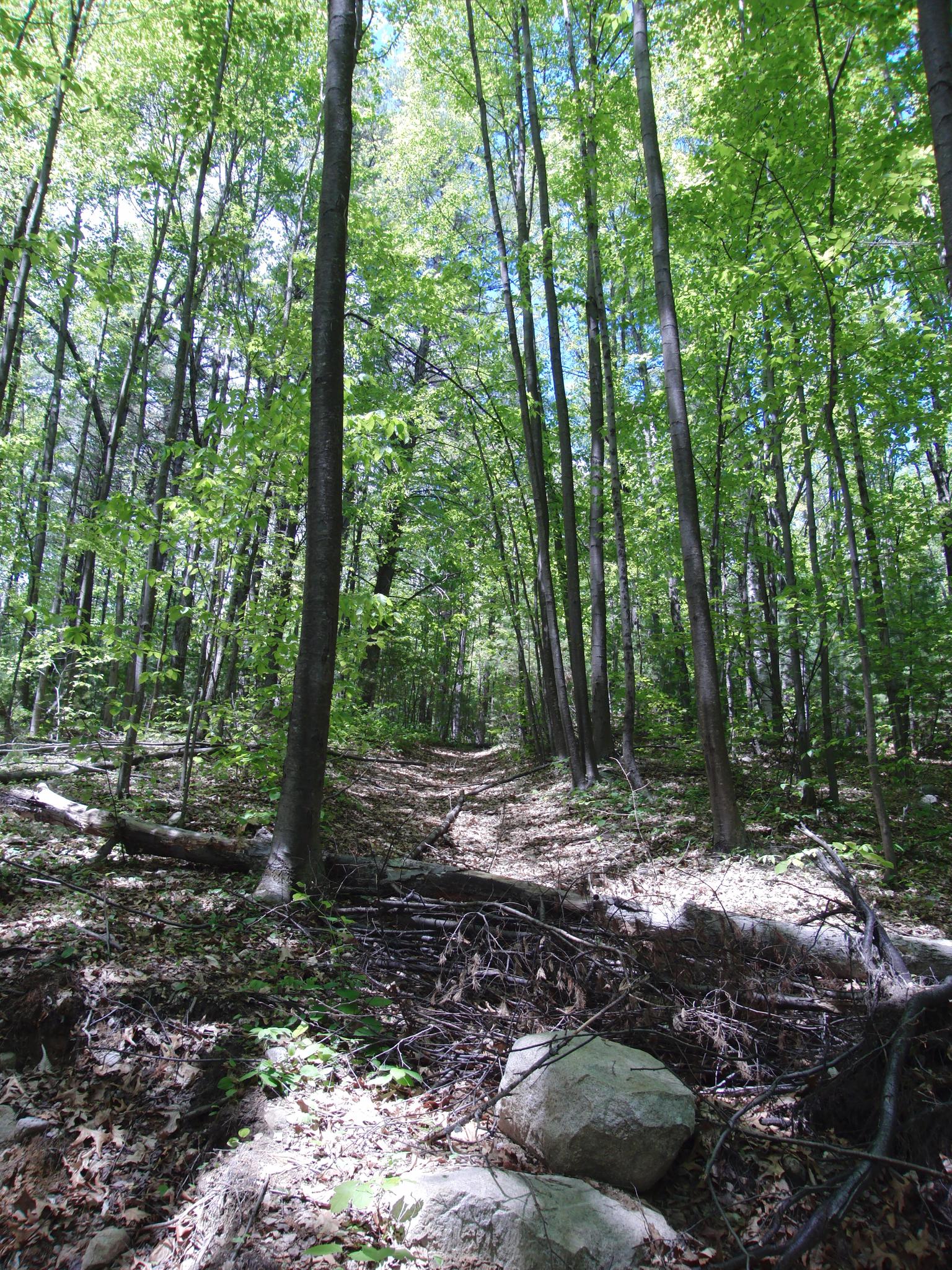A sunlit forest path winds through tall, green trees with dappled light.