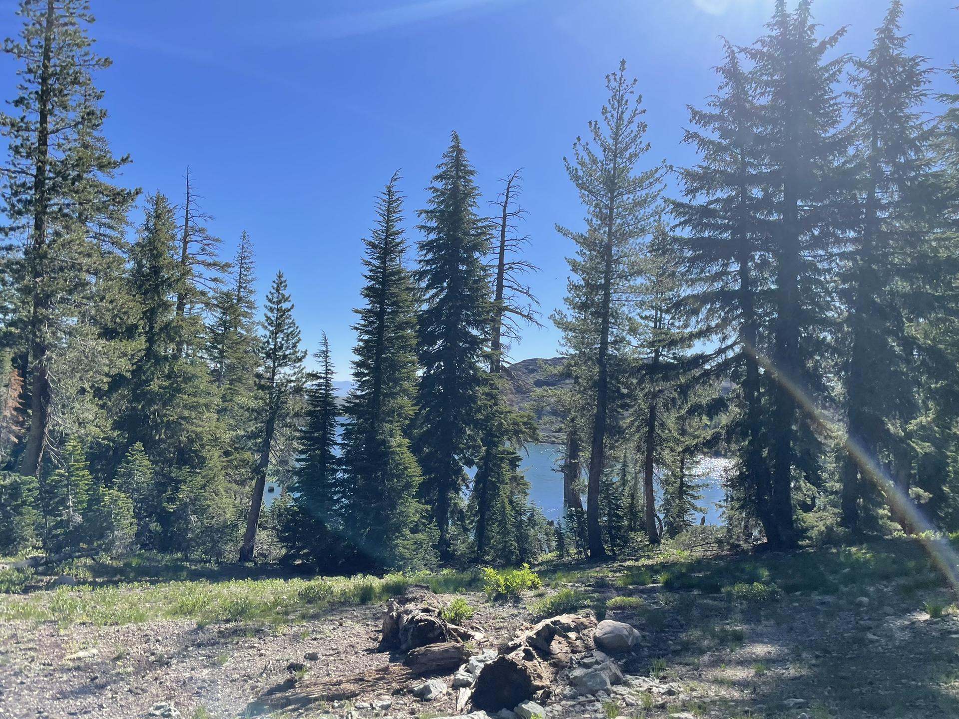 Tall pine trees stand by a blue lake, with logs on the sunny foreground.