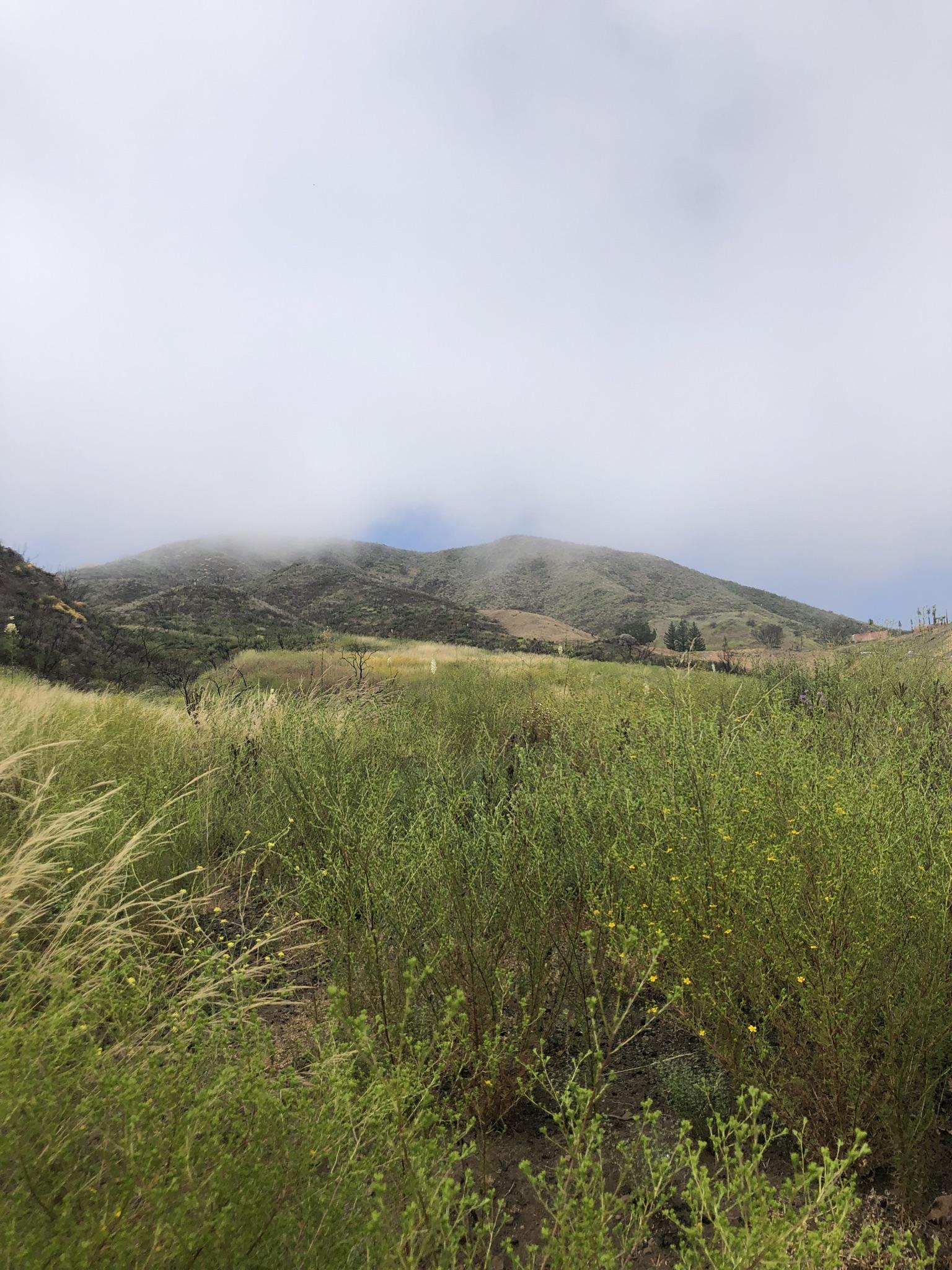 Misty mountain peak rises above a vibrant green and yellow grassy hillside.