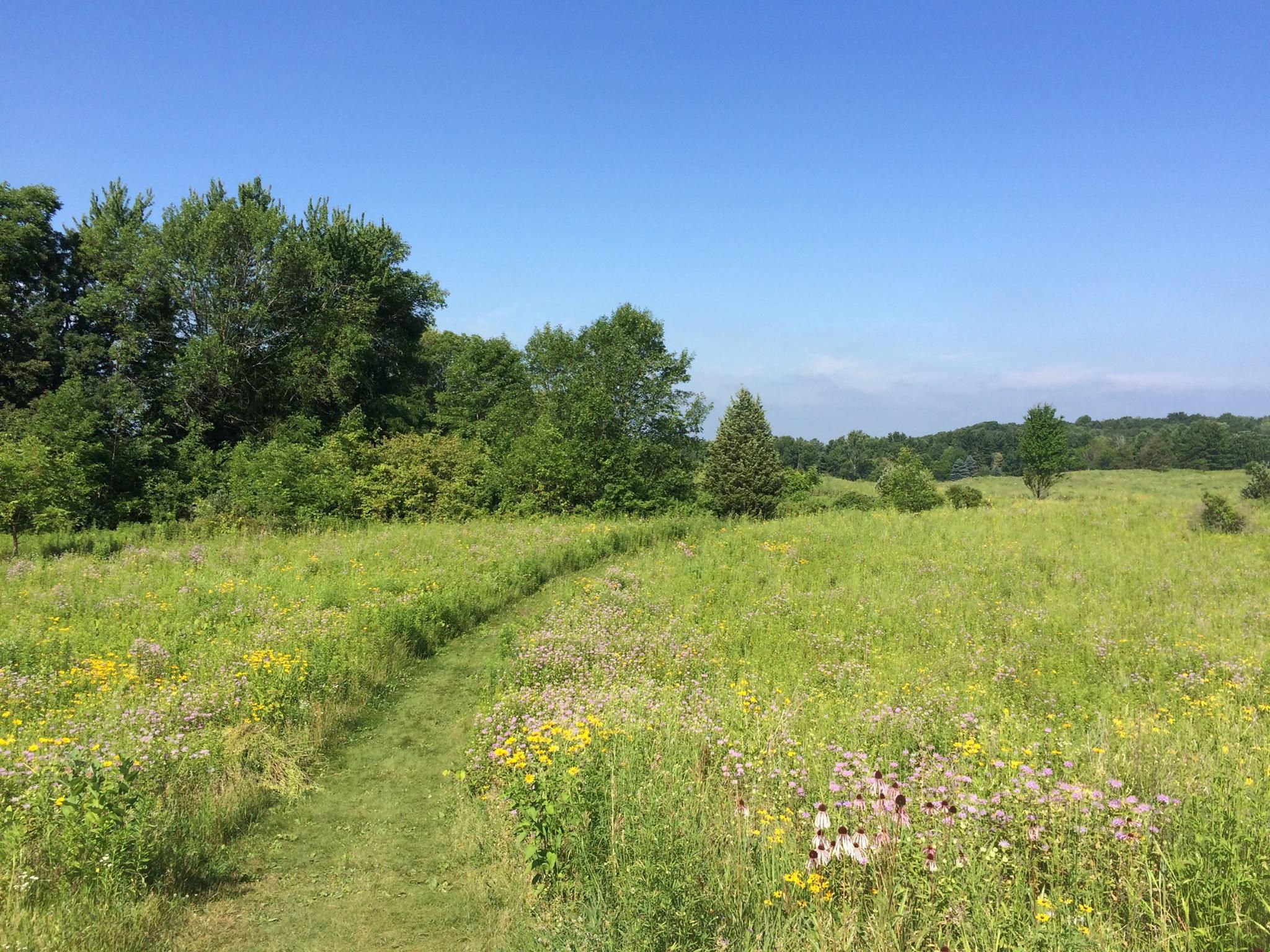 A narrow grassy path winds through a sunny meadow with wildflowers. - Moraine Ridge Trail
