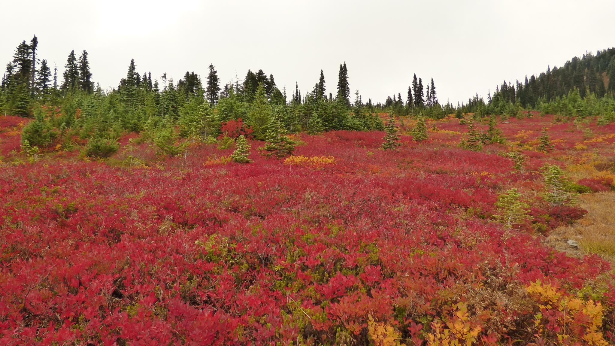 Field of vibrant red and orange foliage with scattered green evergreen trees.
