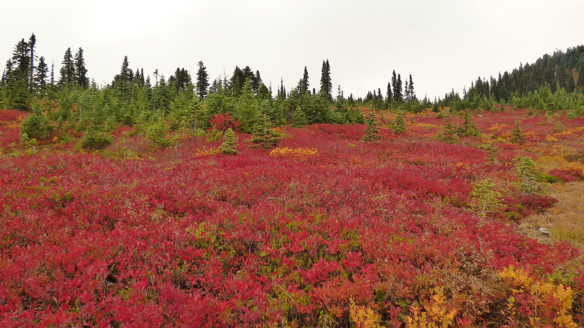 Field of vibrant red and orange foliage with scattered green evergreen trees.